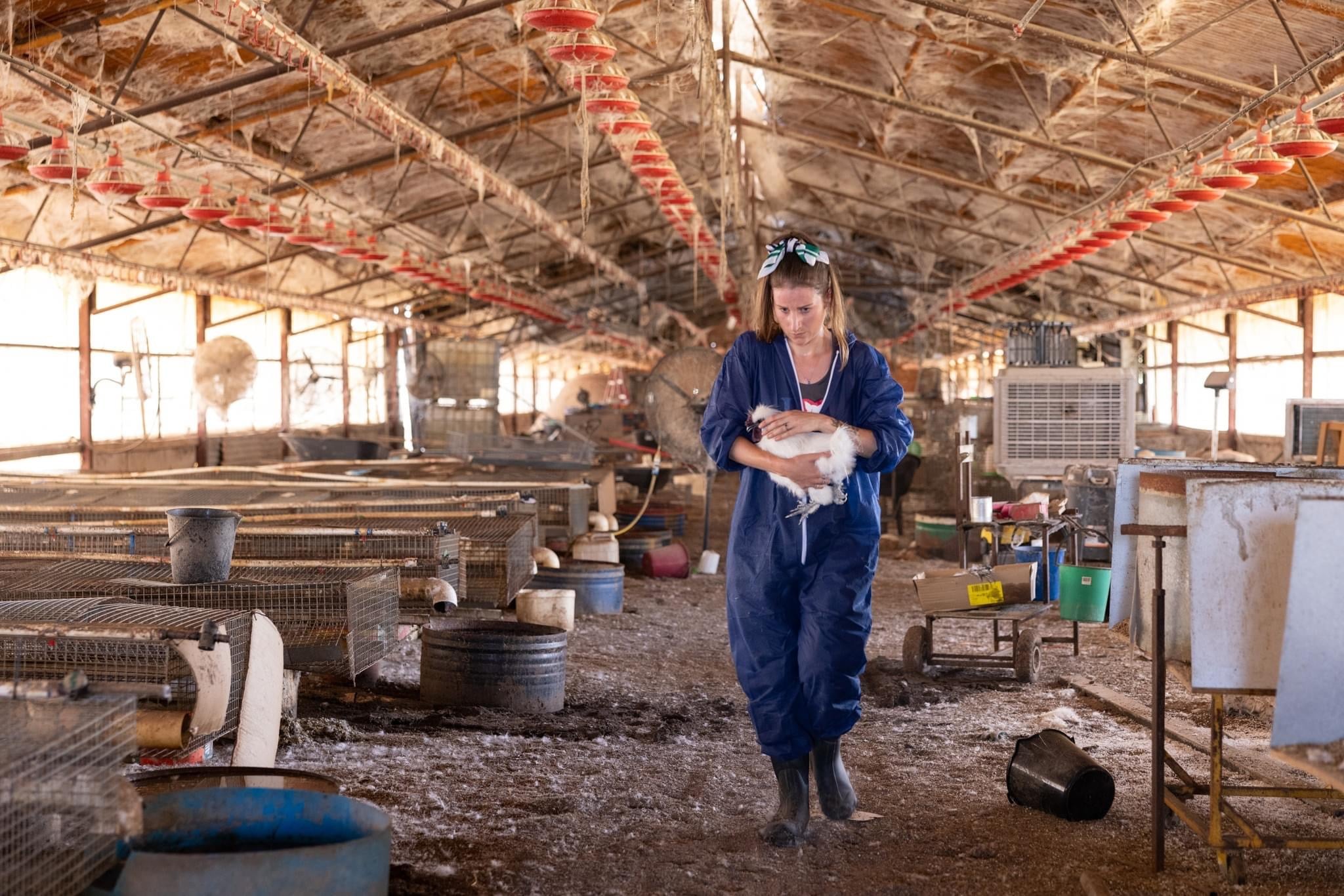 A person carries a white silkie rooster through a shed lined with wire cages.