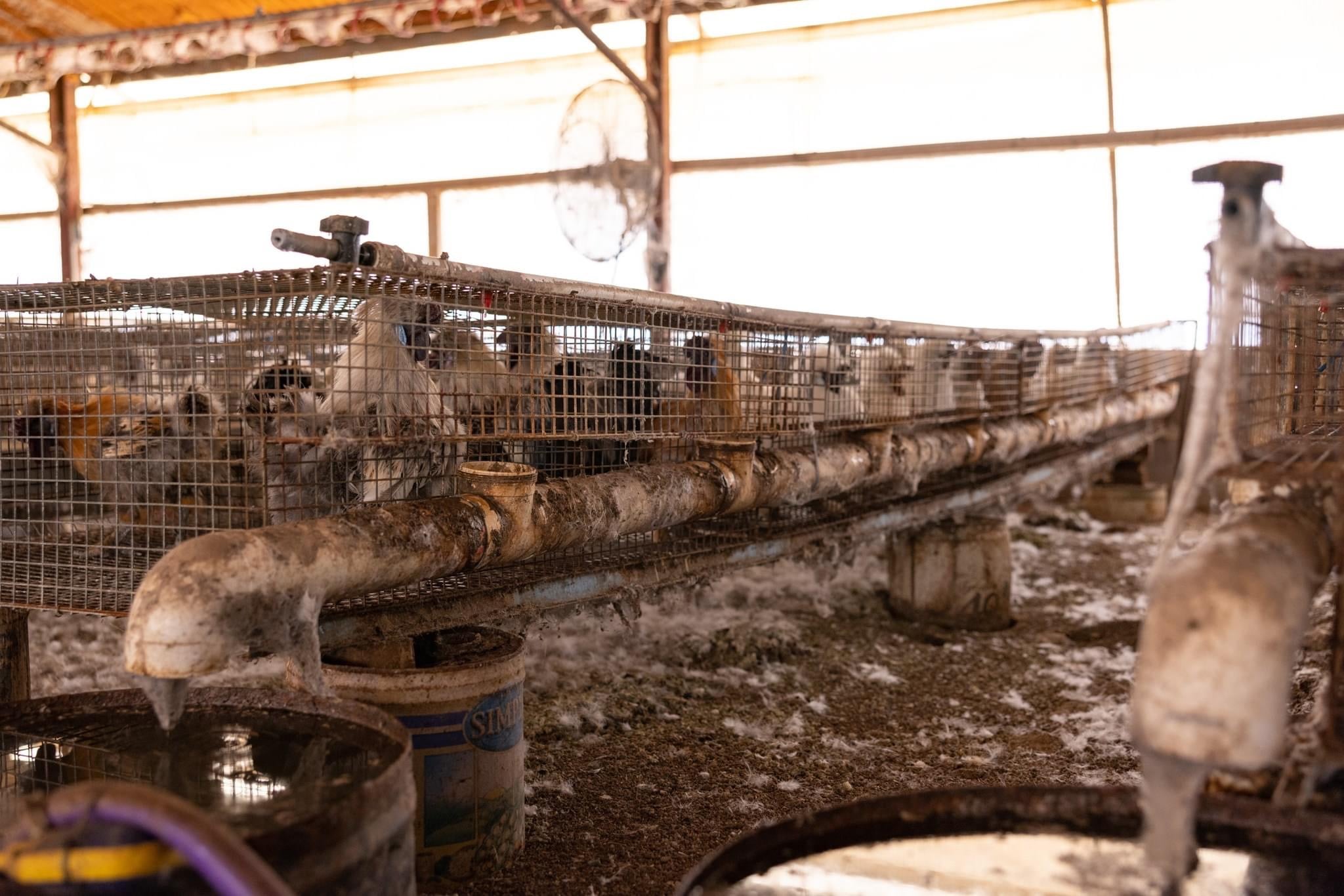 Hens inside rows of wire cages in a poultry shed.