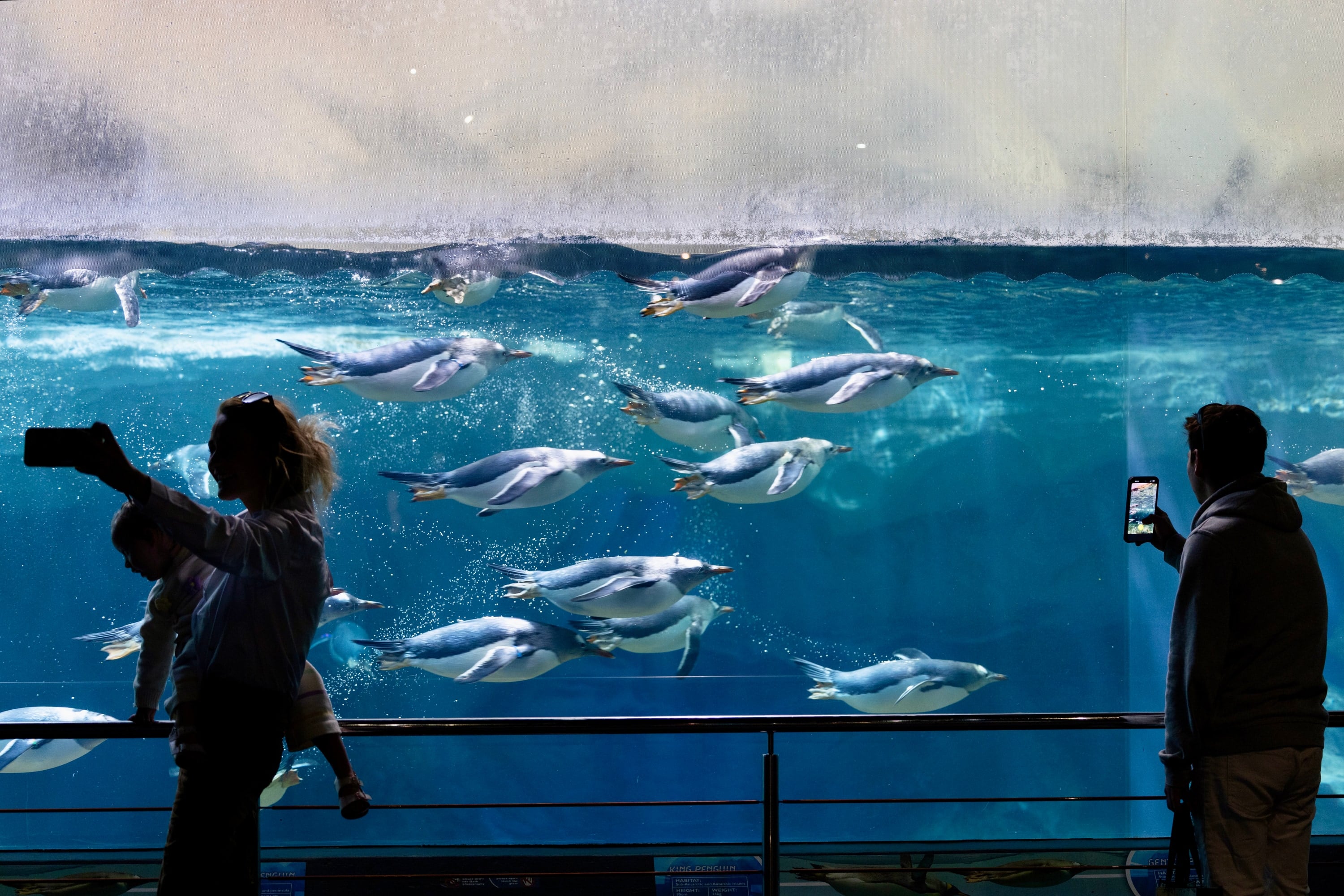 Visitors photograph penguins swimming behind aquarium glass.