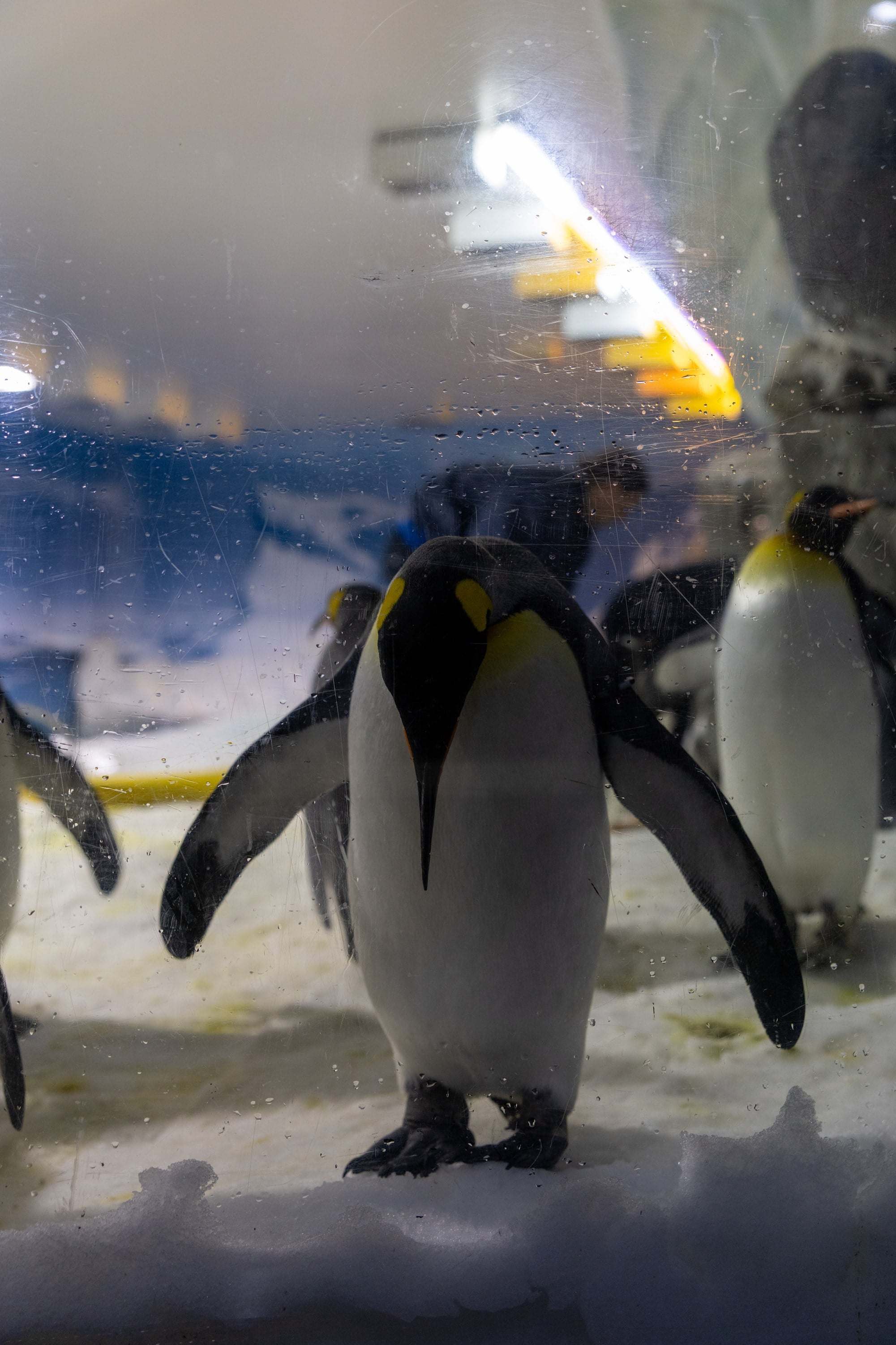 A penguin stands beneath an artificial sky inside an enclosure.