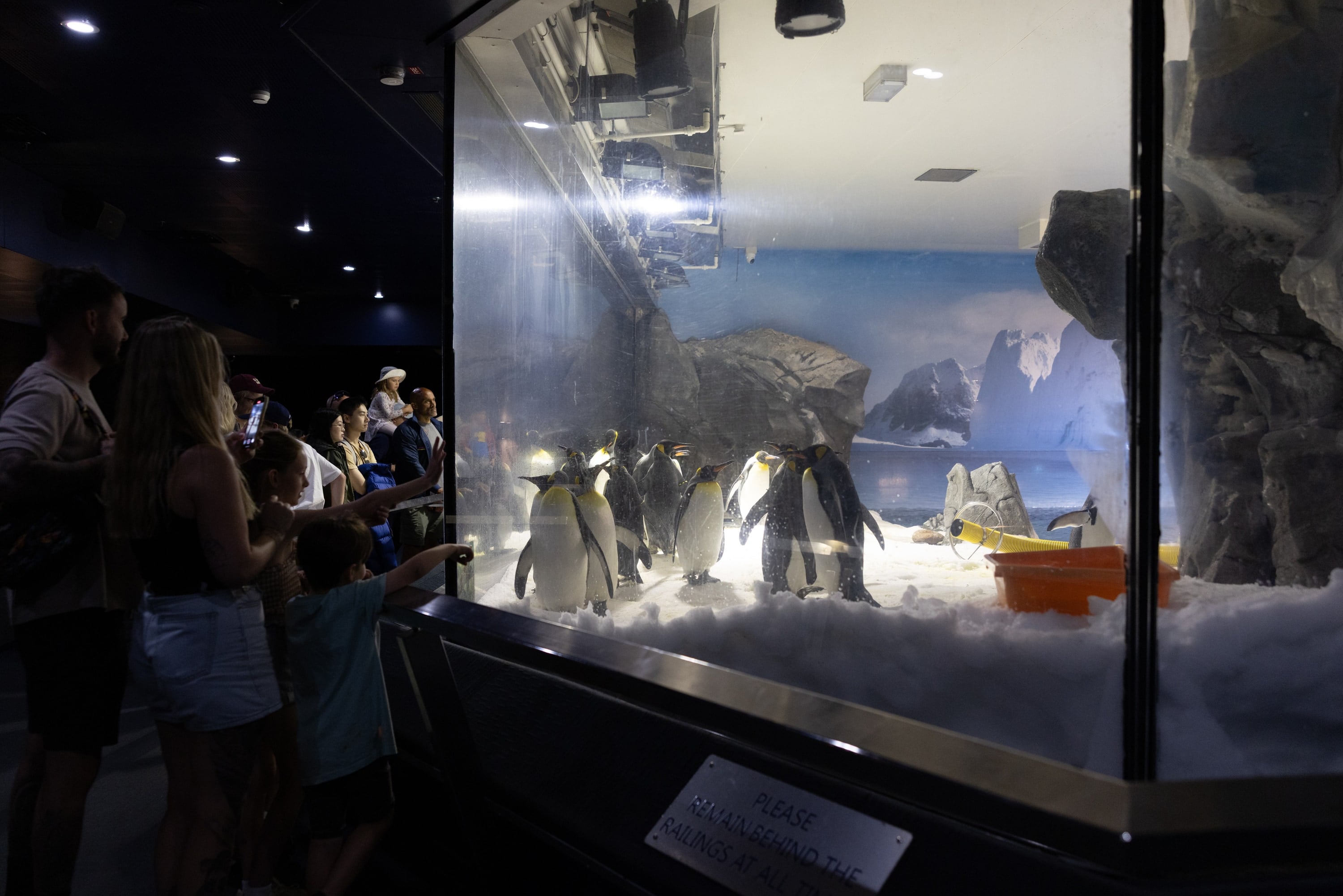 Visitors look into an indoor penguin enclosure through glass.