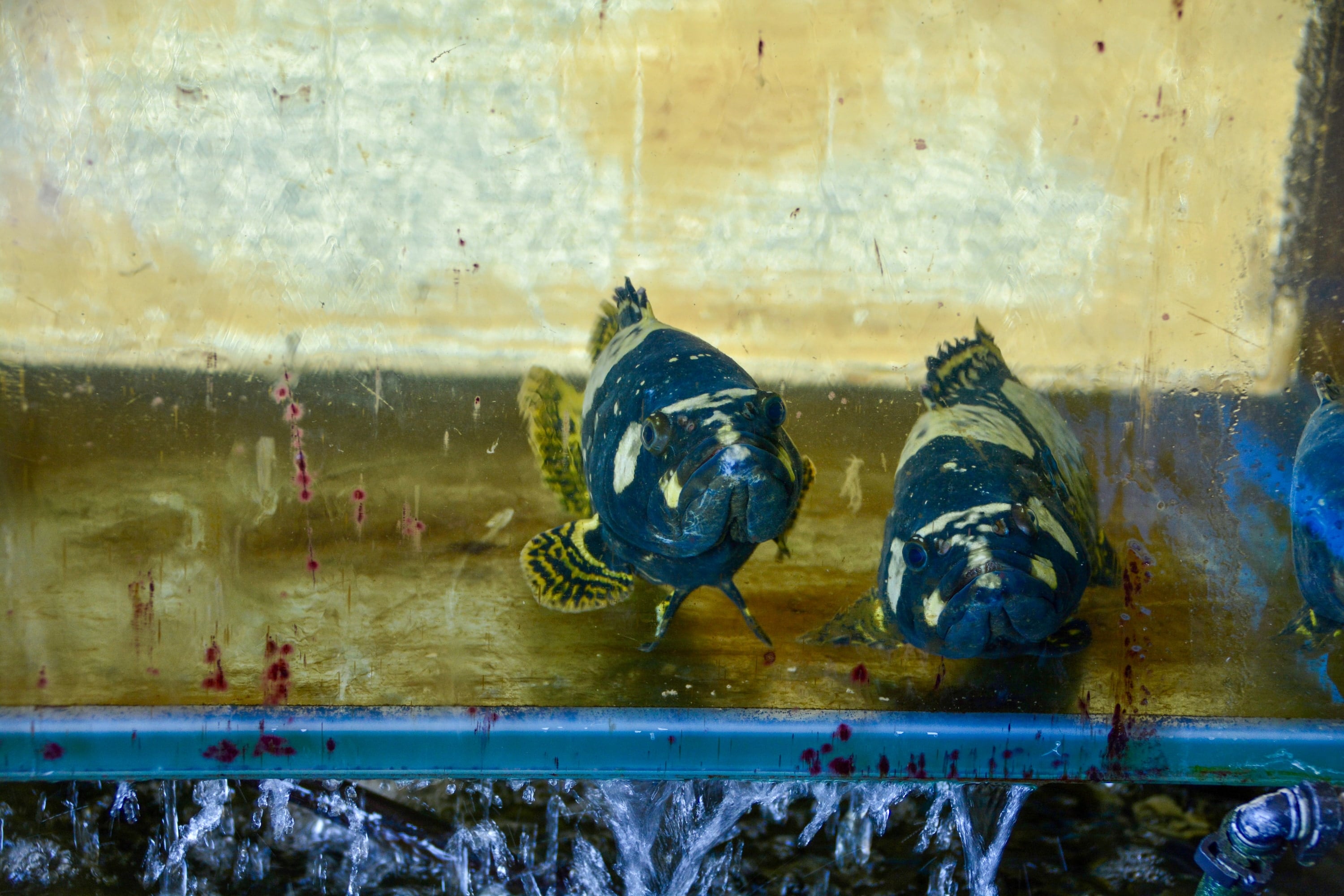 Two fish face the glass wall of a tank.