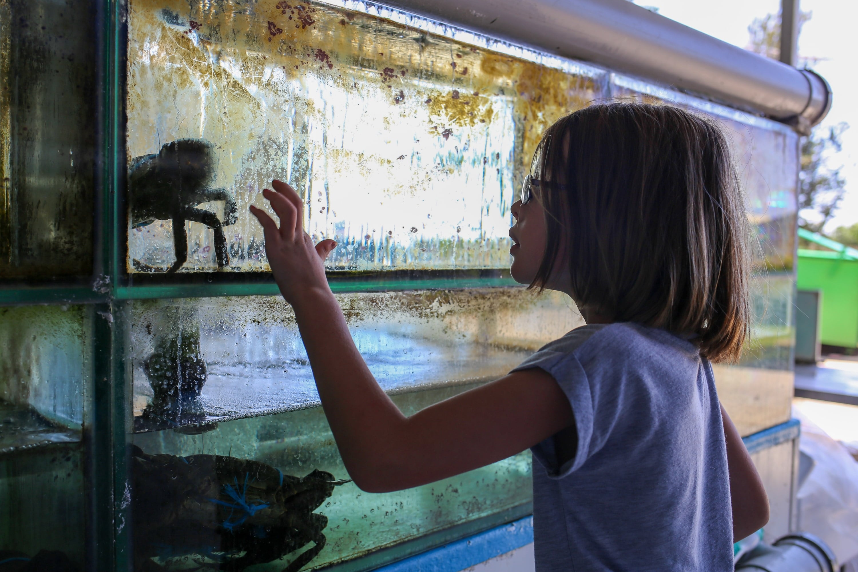 A child reaches towards the glass of an animal display tank.