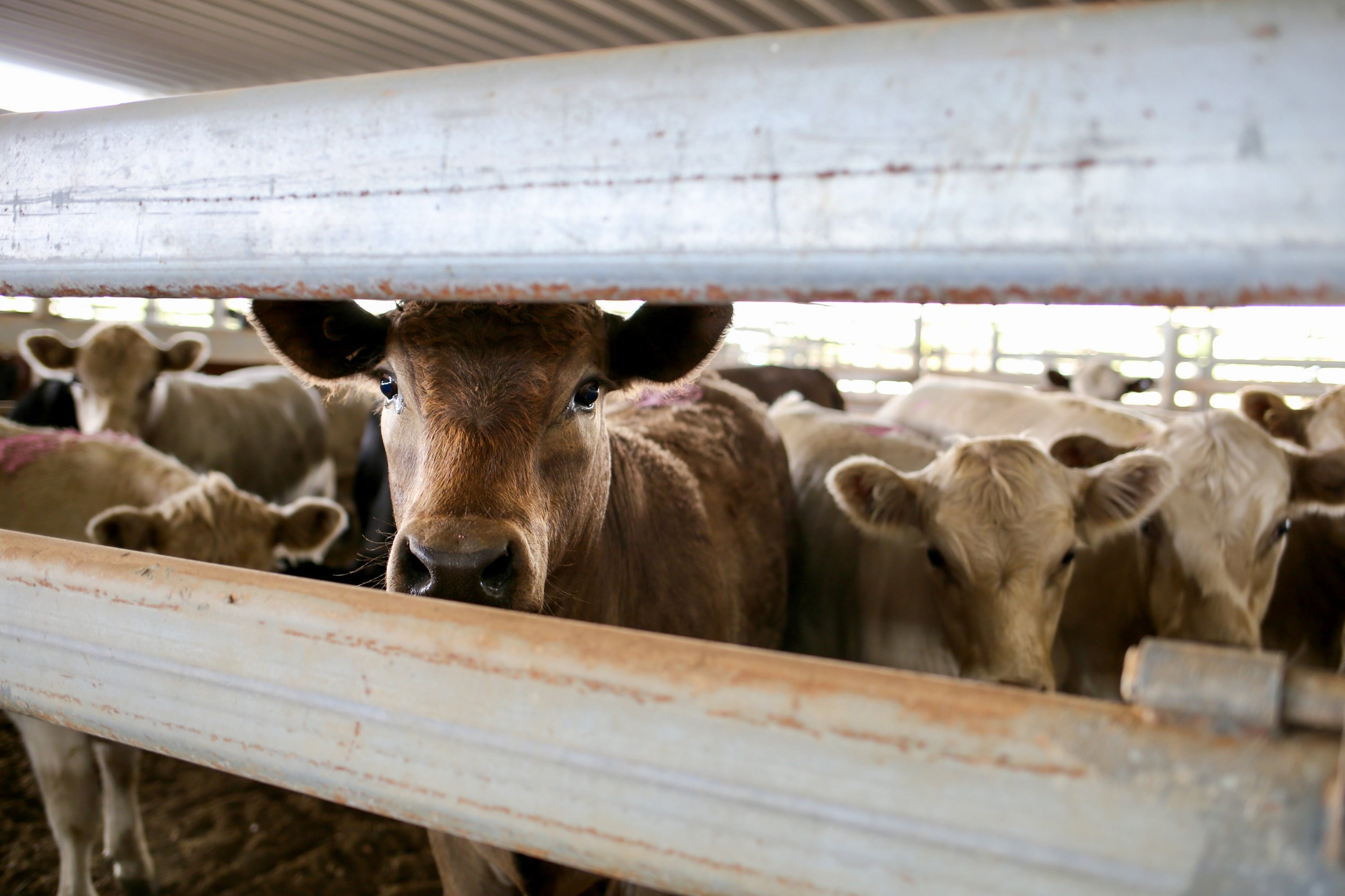Cows look through the slats at a saleyard.