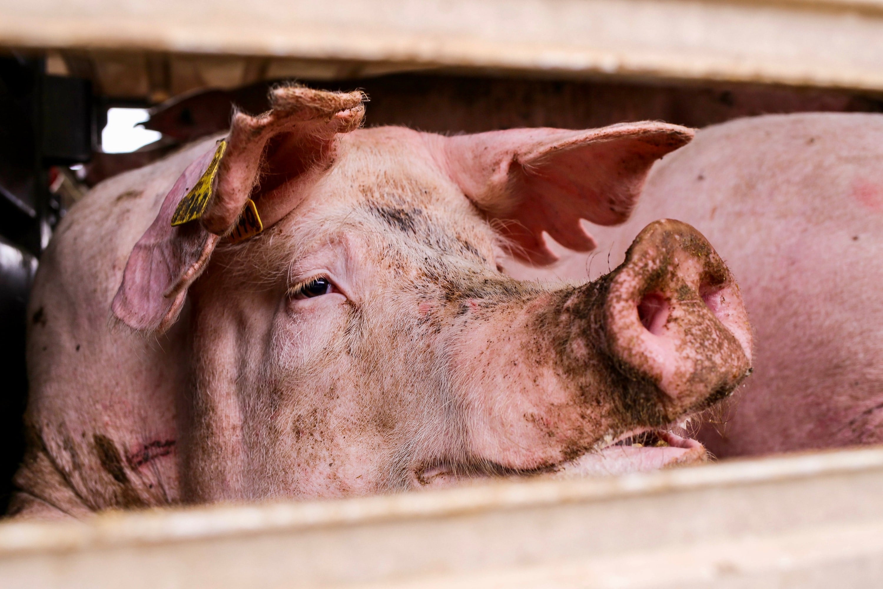 A pig looks out from a livestock truck.