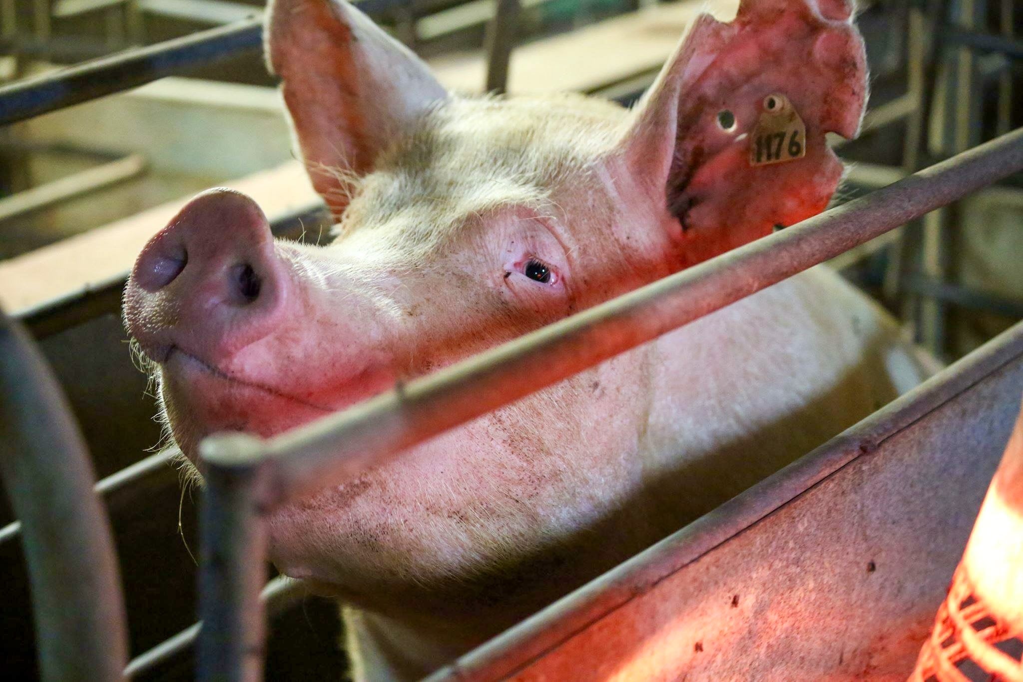 A pig raises their snout between metal rails.