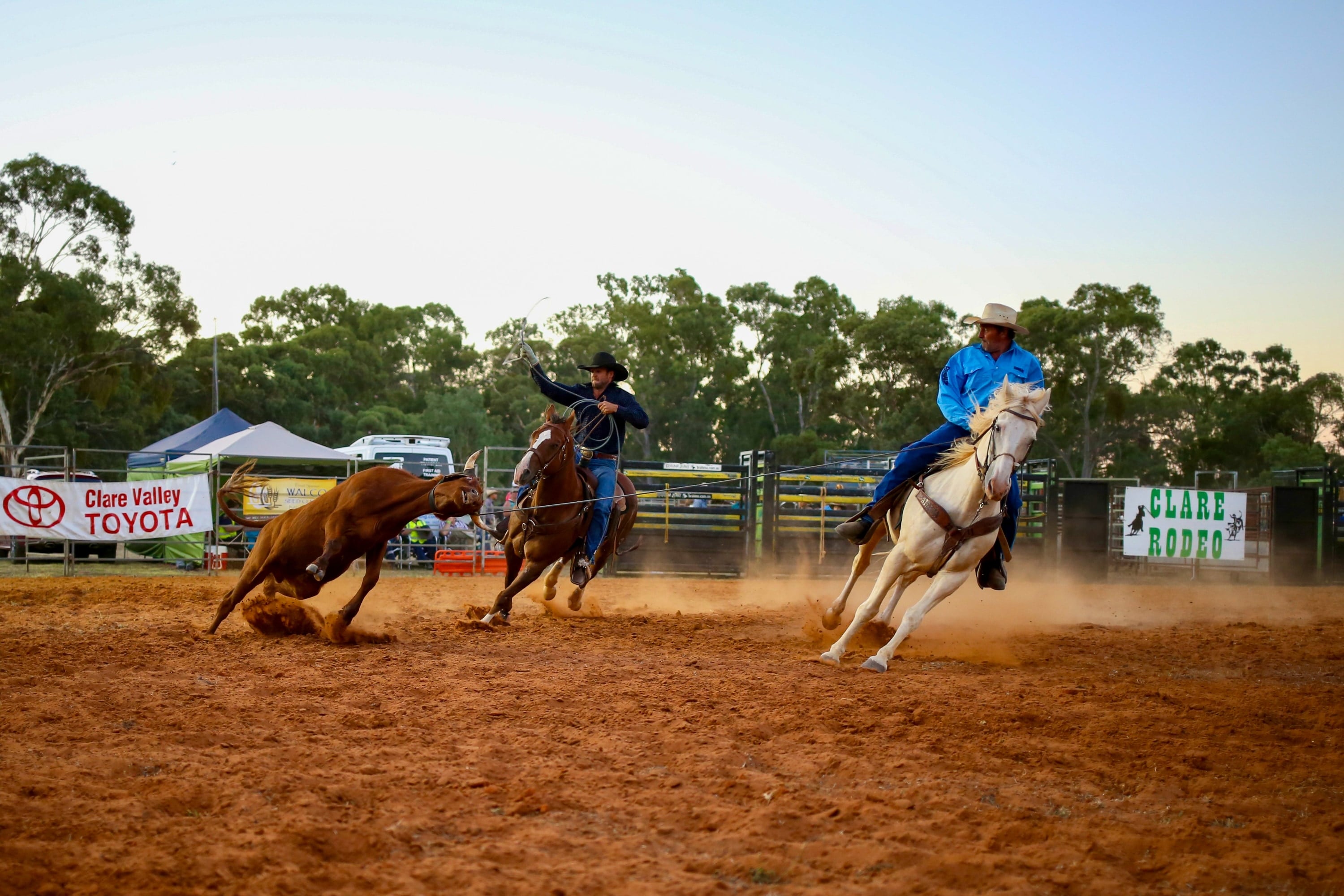 Riders on horseback pursue a cow across a dusty rodeo arena.