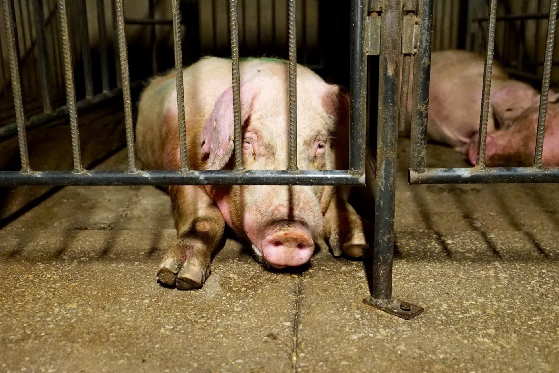 A pig rests behind closely spaced metal bars.