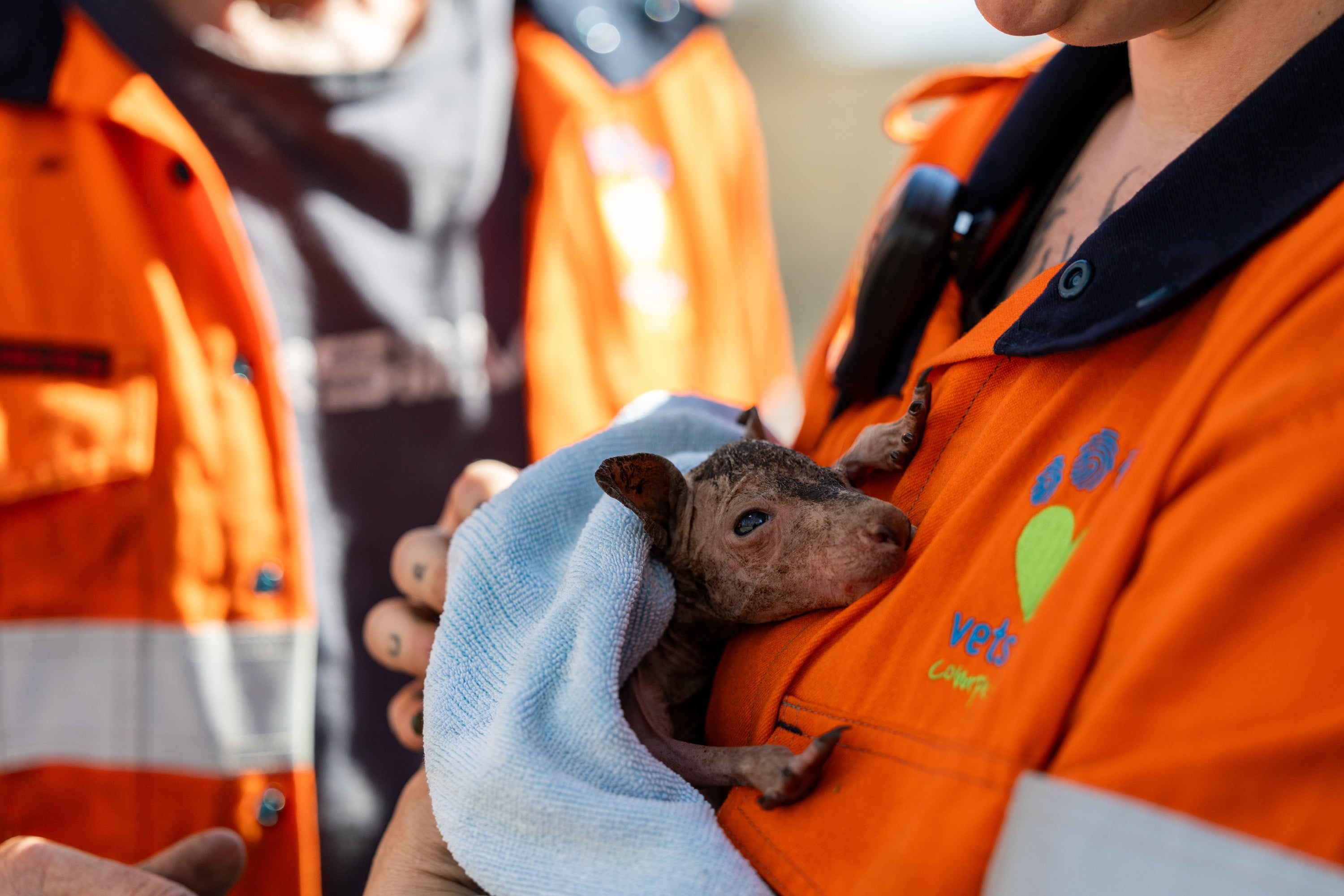A joey wrapped in a blue towel rests against a rescuer’s chest.
