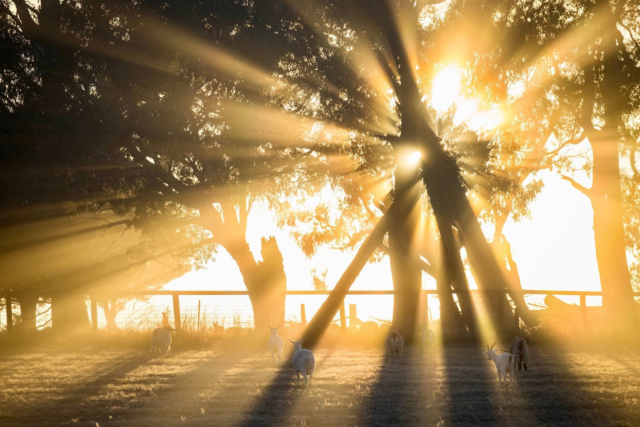 Goats walk beneath trees filled with shafts of golden sunlight.