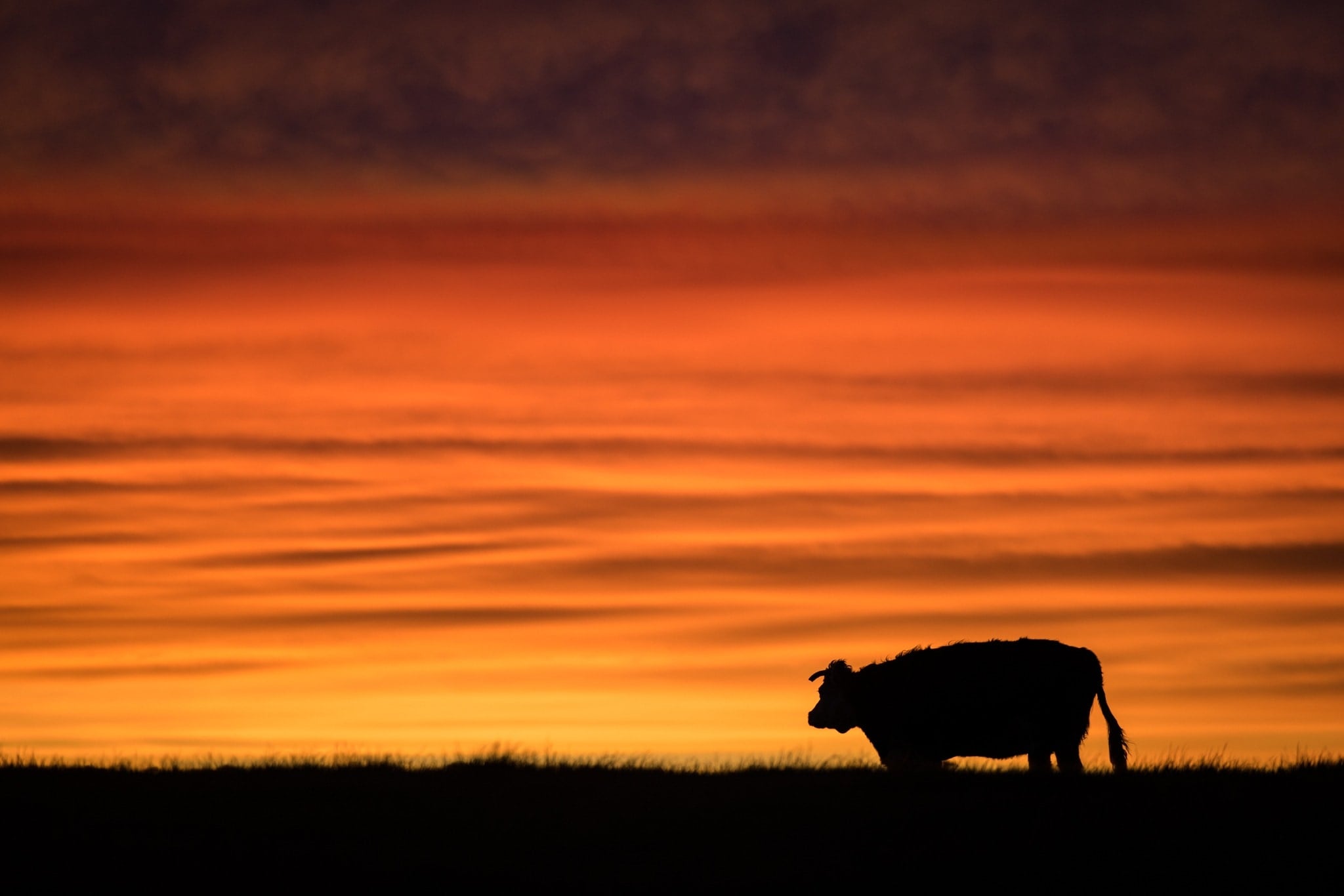 A cow is silhouetted against an orange sunset.