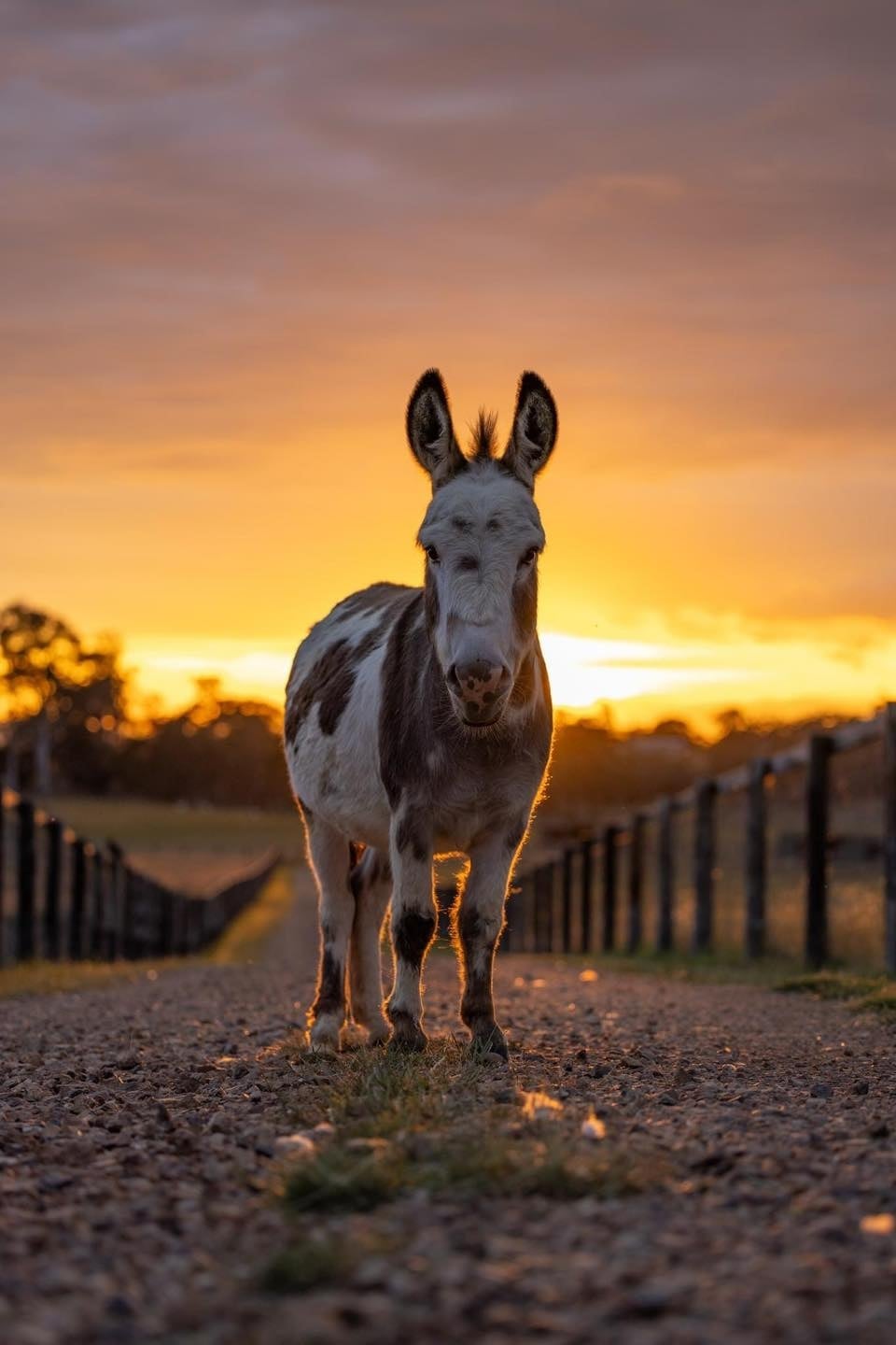 A donkey stands on a track beneath a glowing sunset.