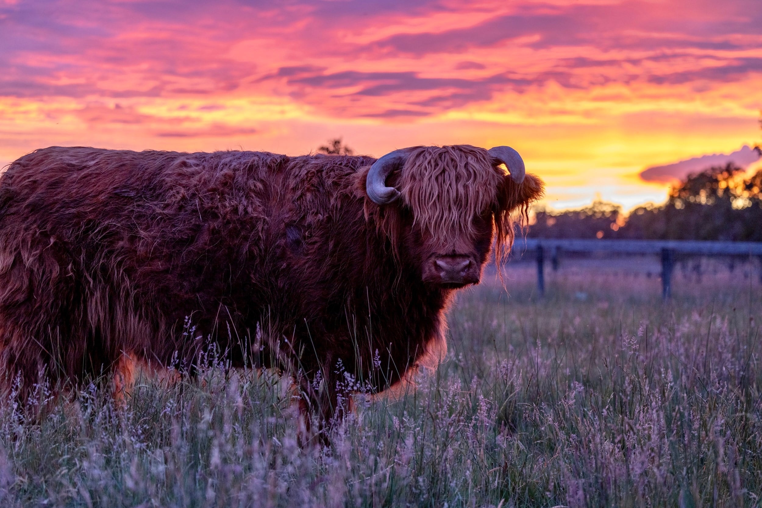 A Highland cow stands beneath a pink and gold sunset.