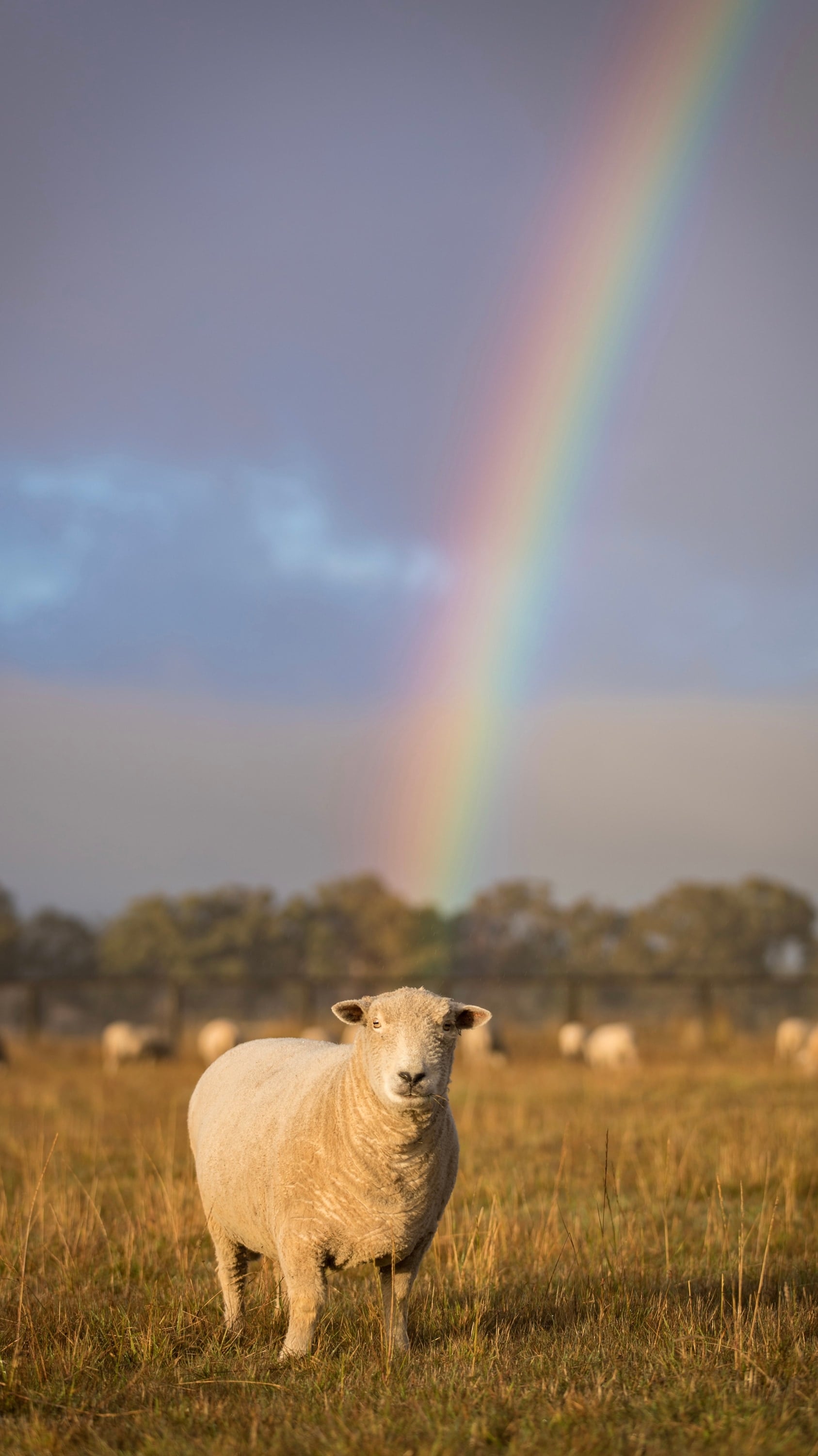 A sheep stands in a golden paddock beneath a rainbow.