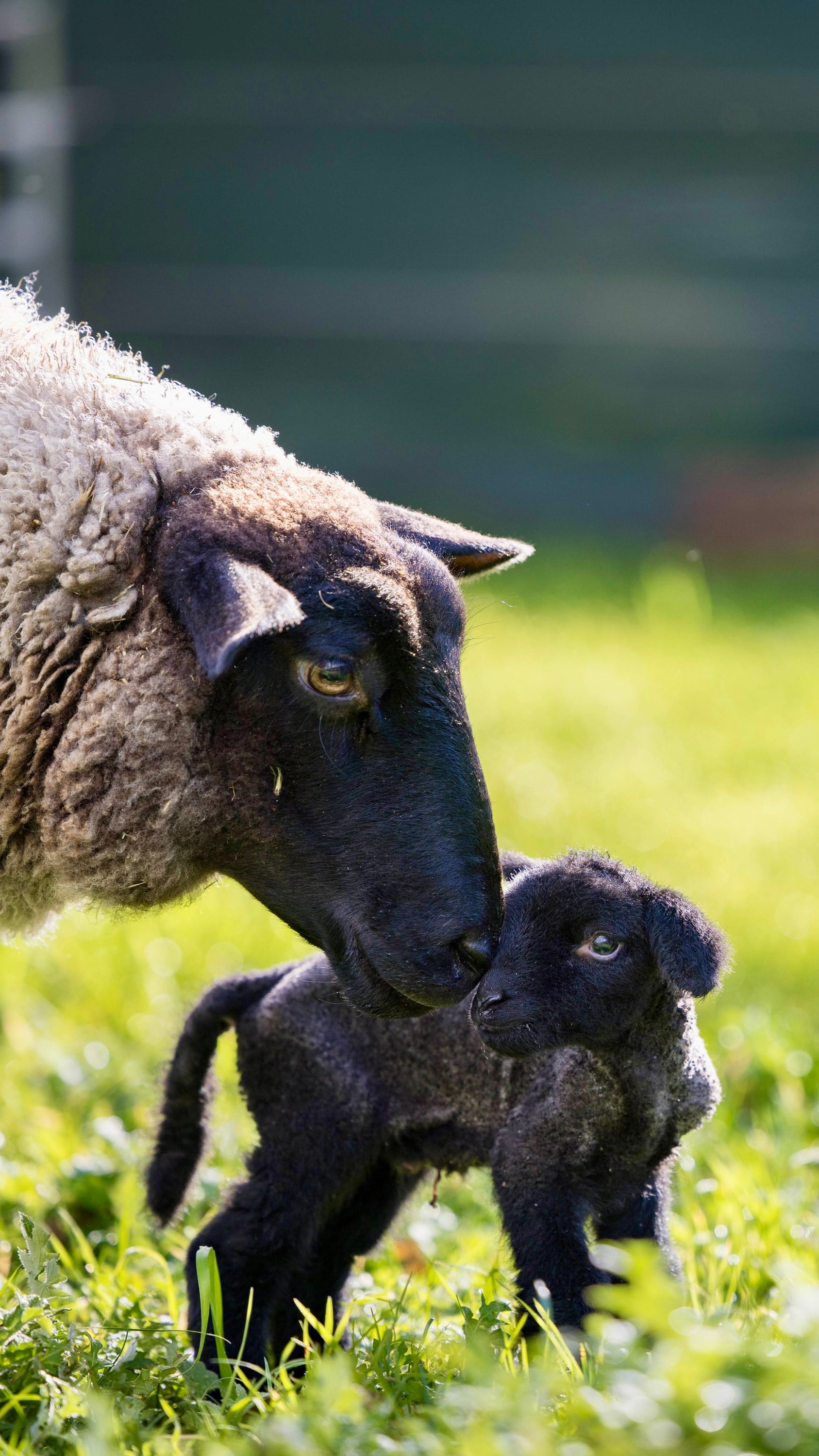 An adult sheep lowers their face towards a small black lamb.