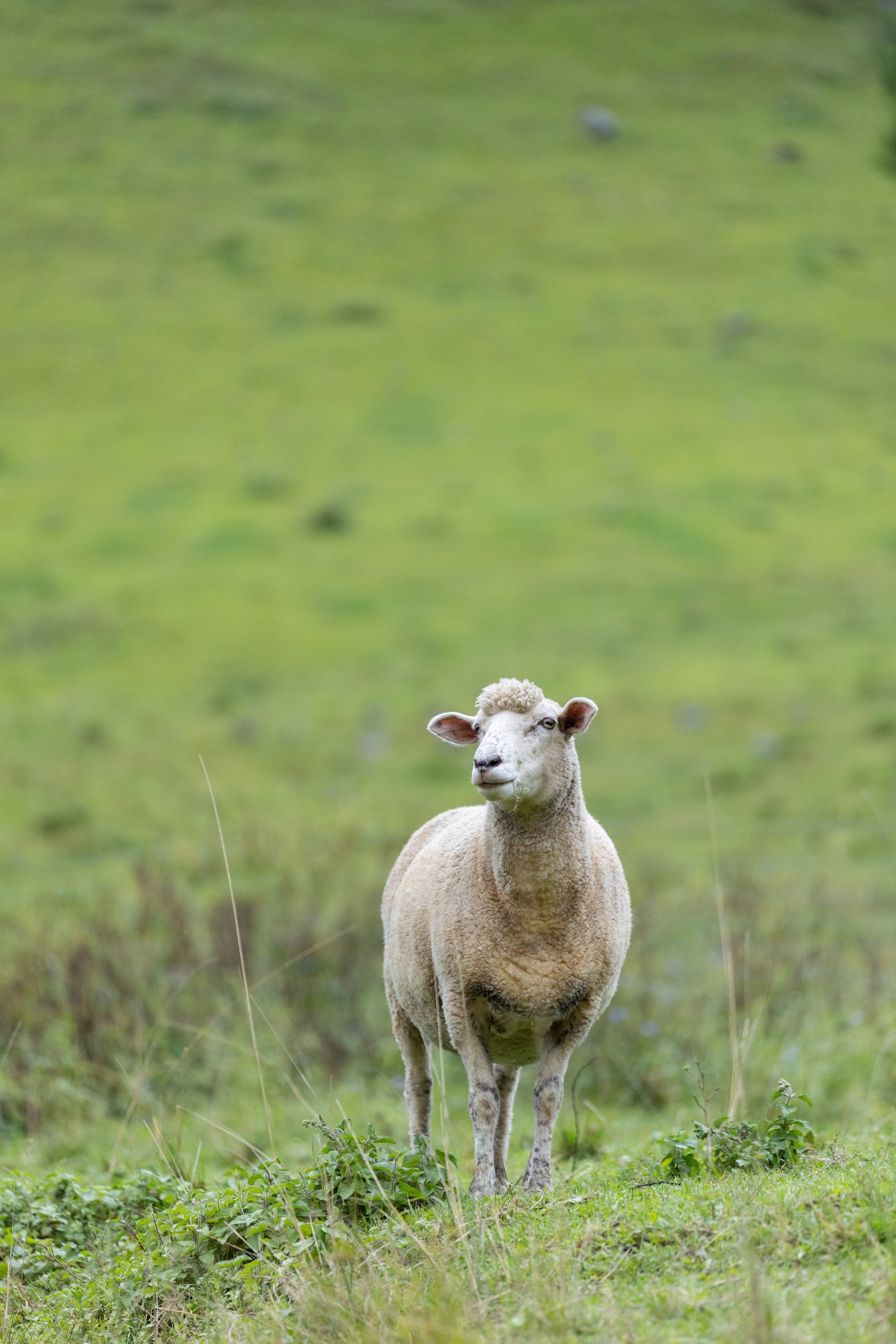 A sheep stands alone on a green hillside.