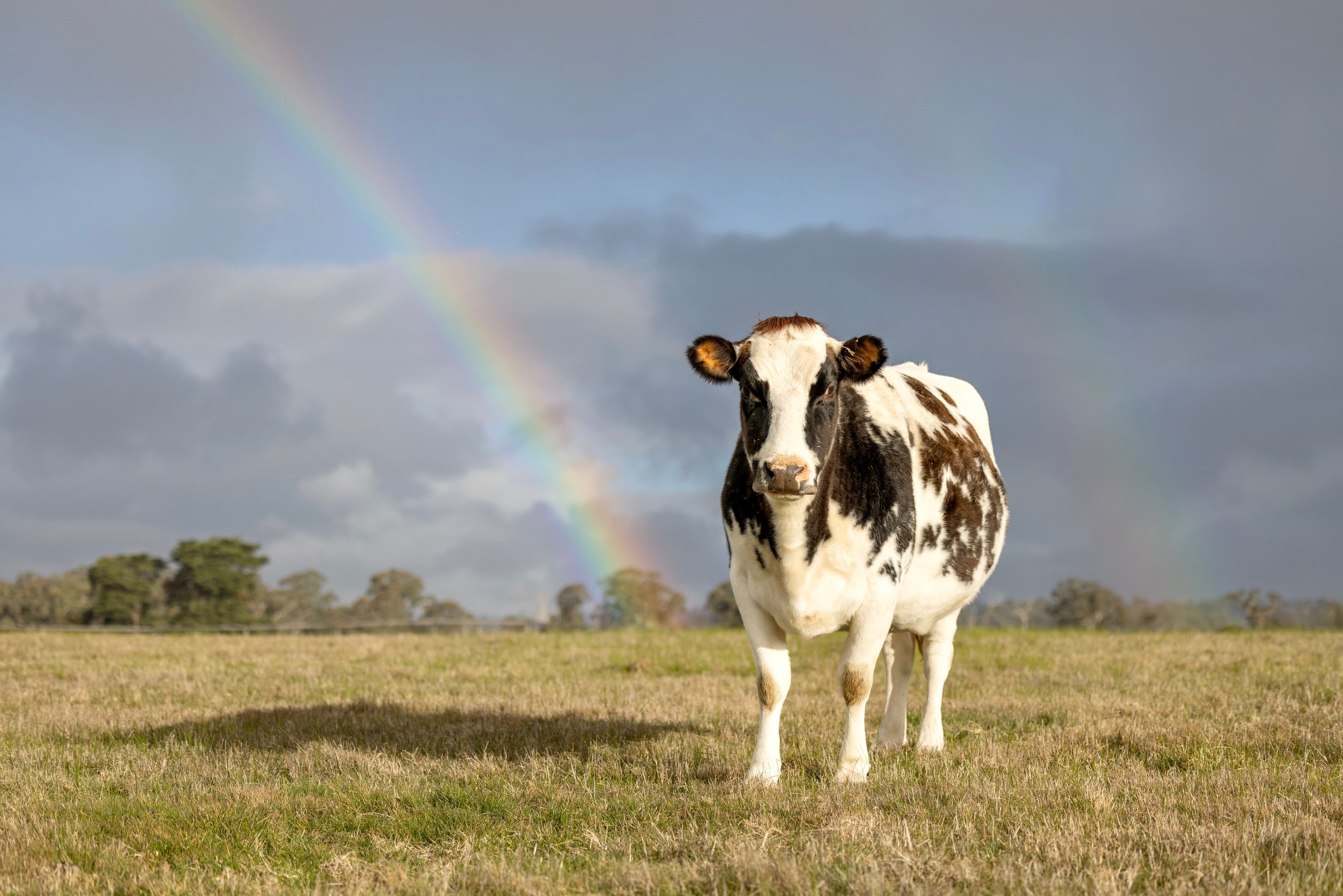 A cow stands in a green paddock beneath a rainbow at Edgar’s Mission.