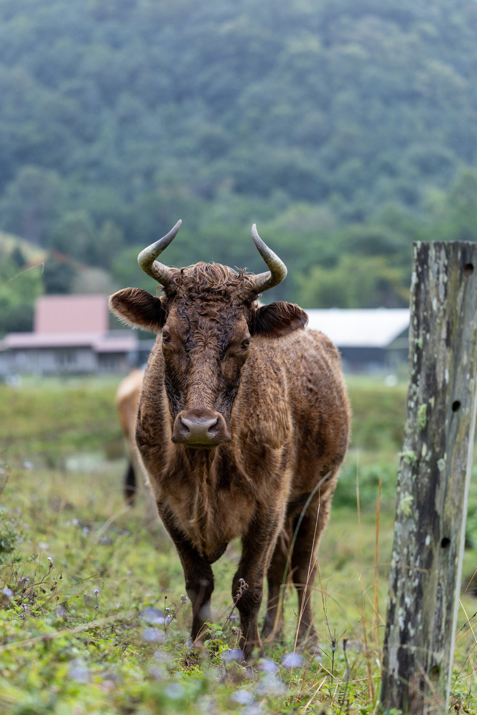 A shaggy brown cow looks towards the camera at Owl & Pussycat Farm Sanctuary.