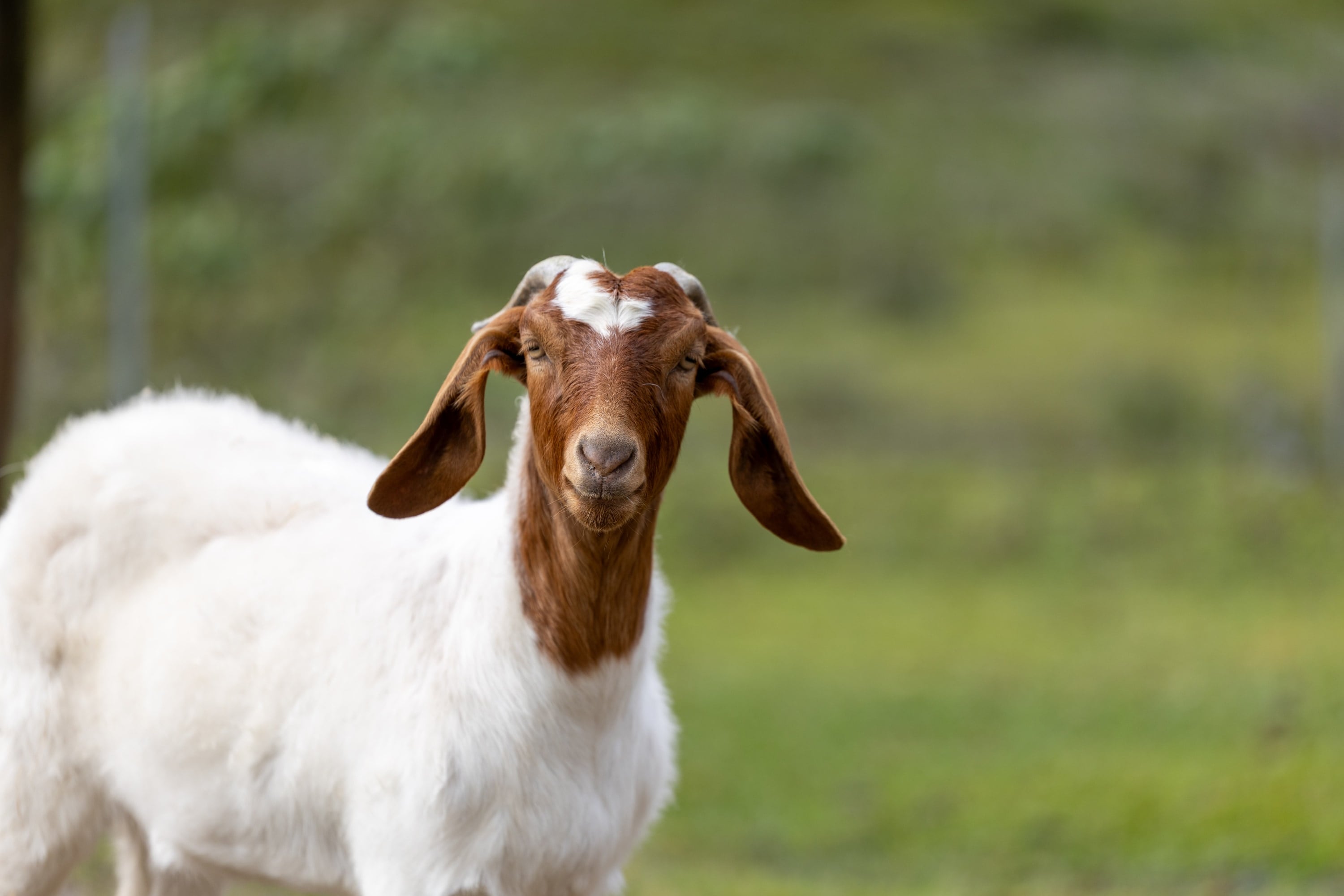 A brown and white goat in soft green surroundings.