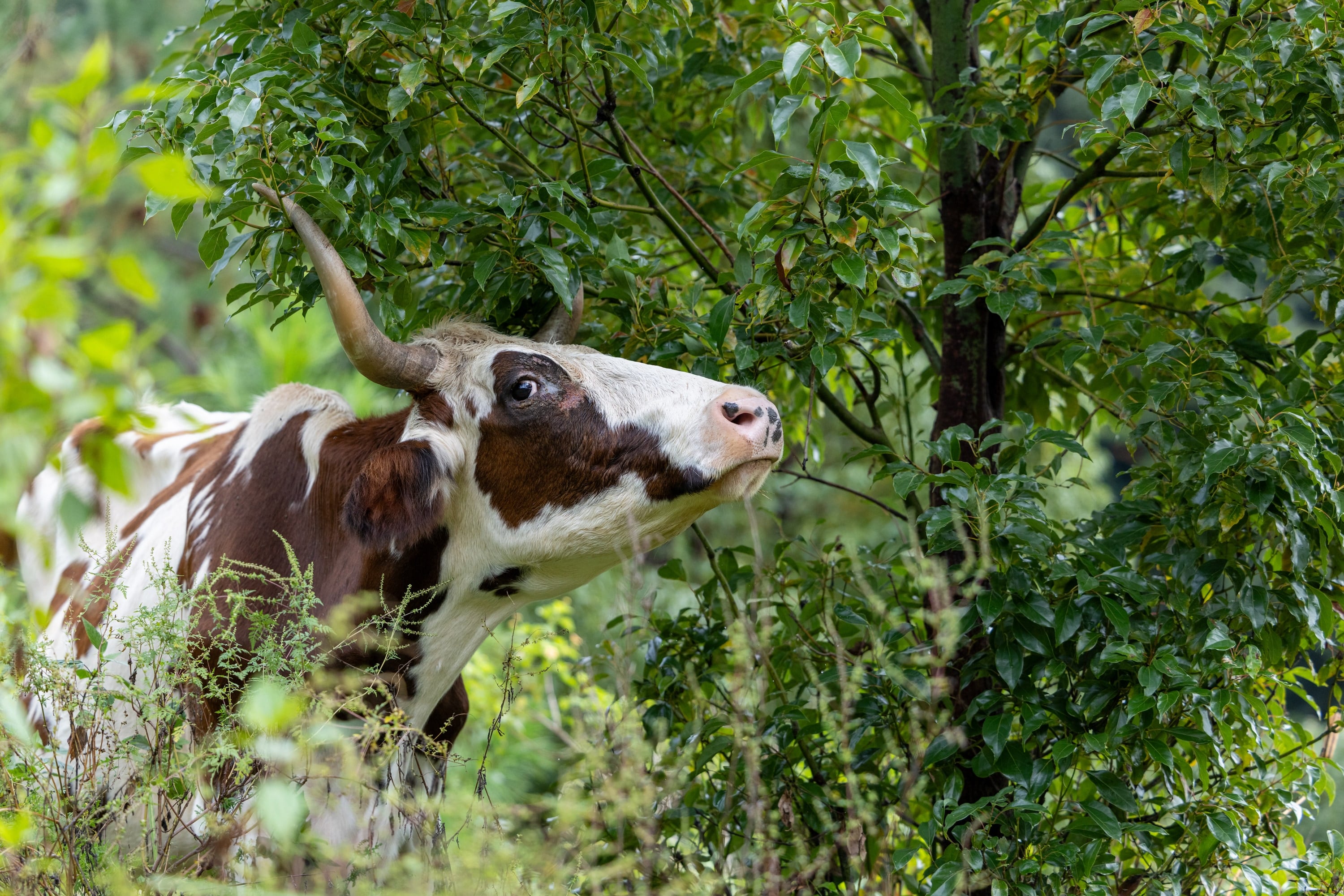A cow stretches towards leafy branches.