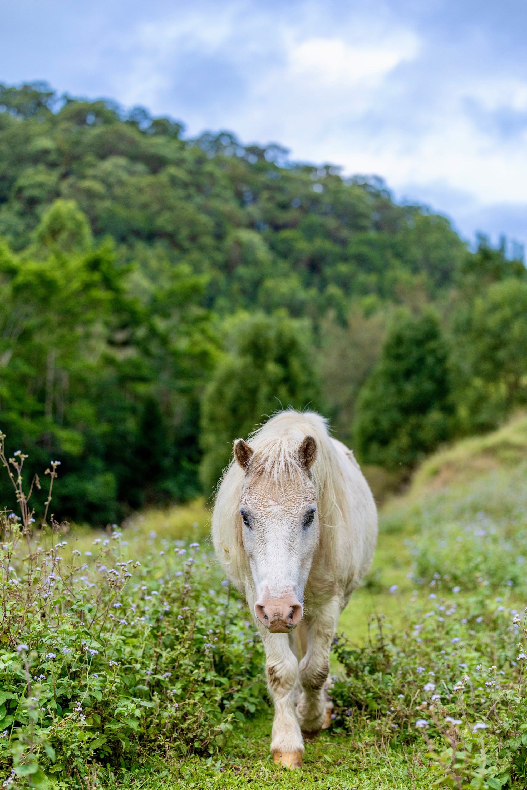 A white horse walks through a green sanctuary paddock.