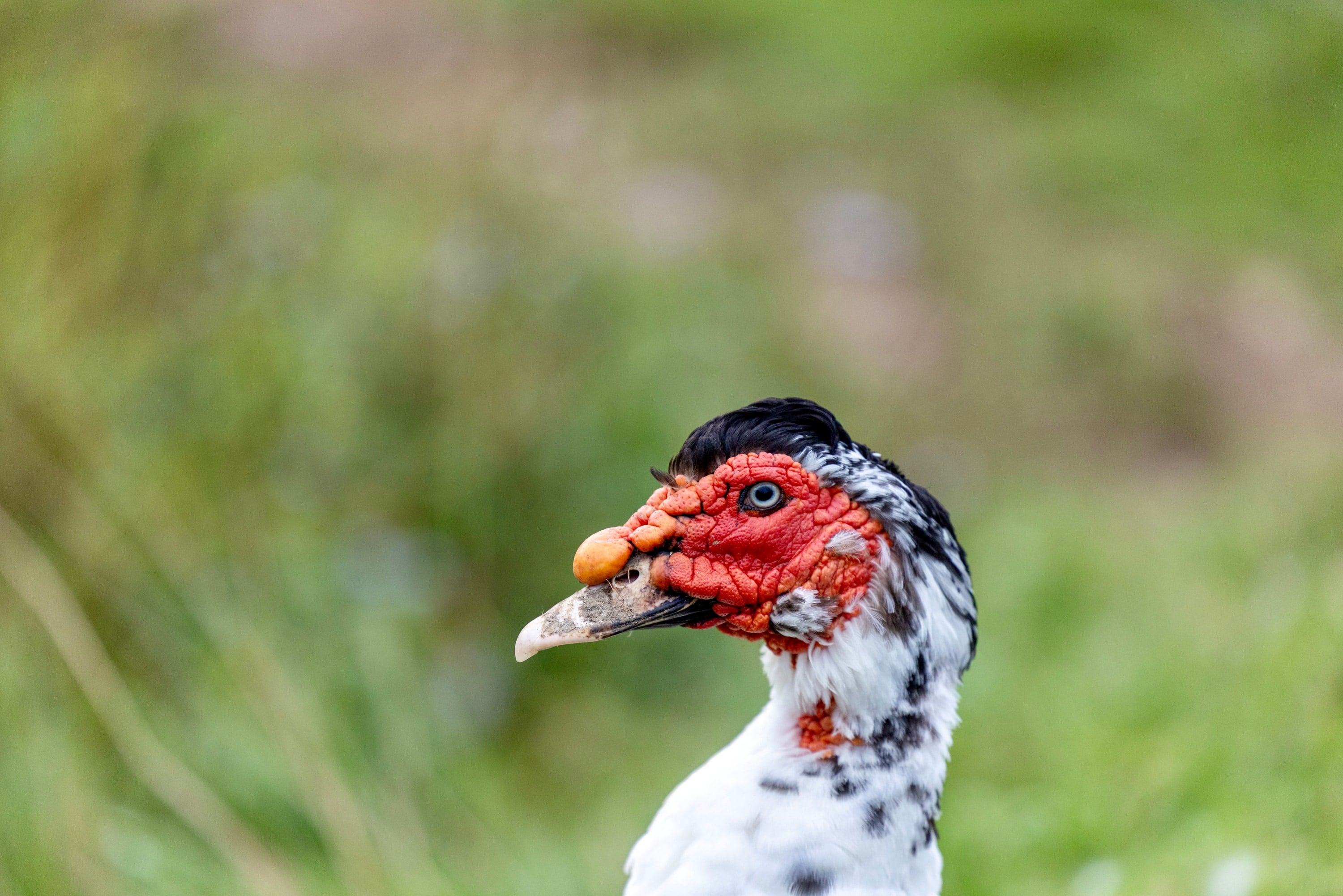 A dark-feathered duck with red facial markings in profile.