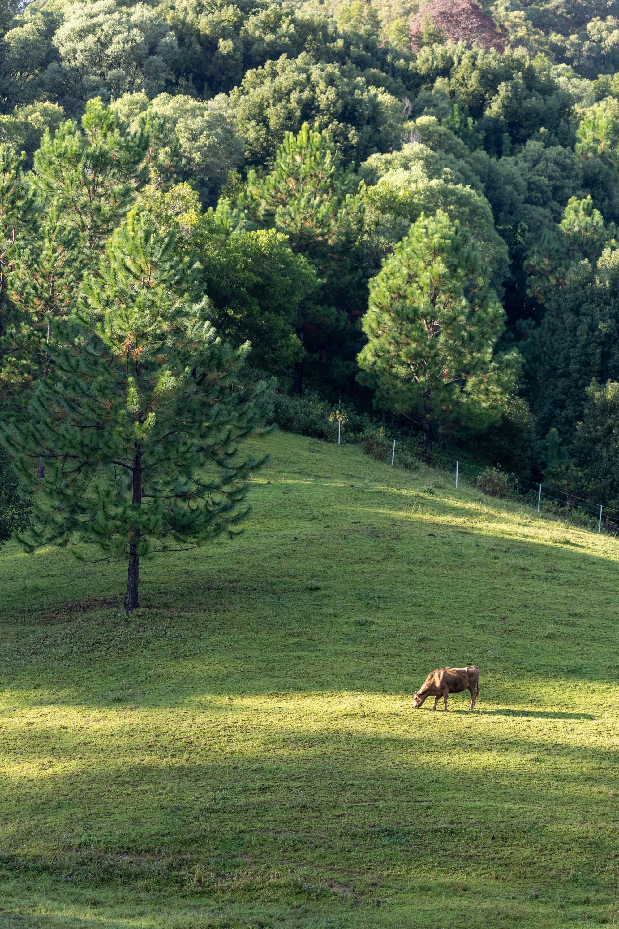 A cow grazes on a sunlit hillside beneath a wooded slope.
