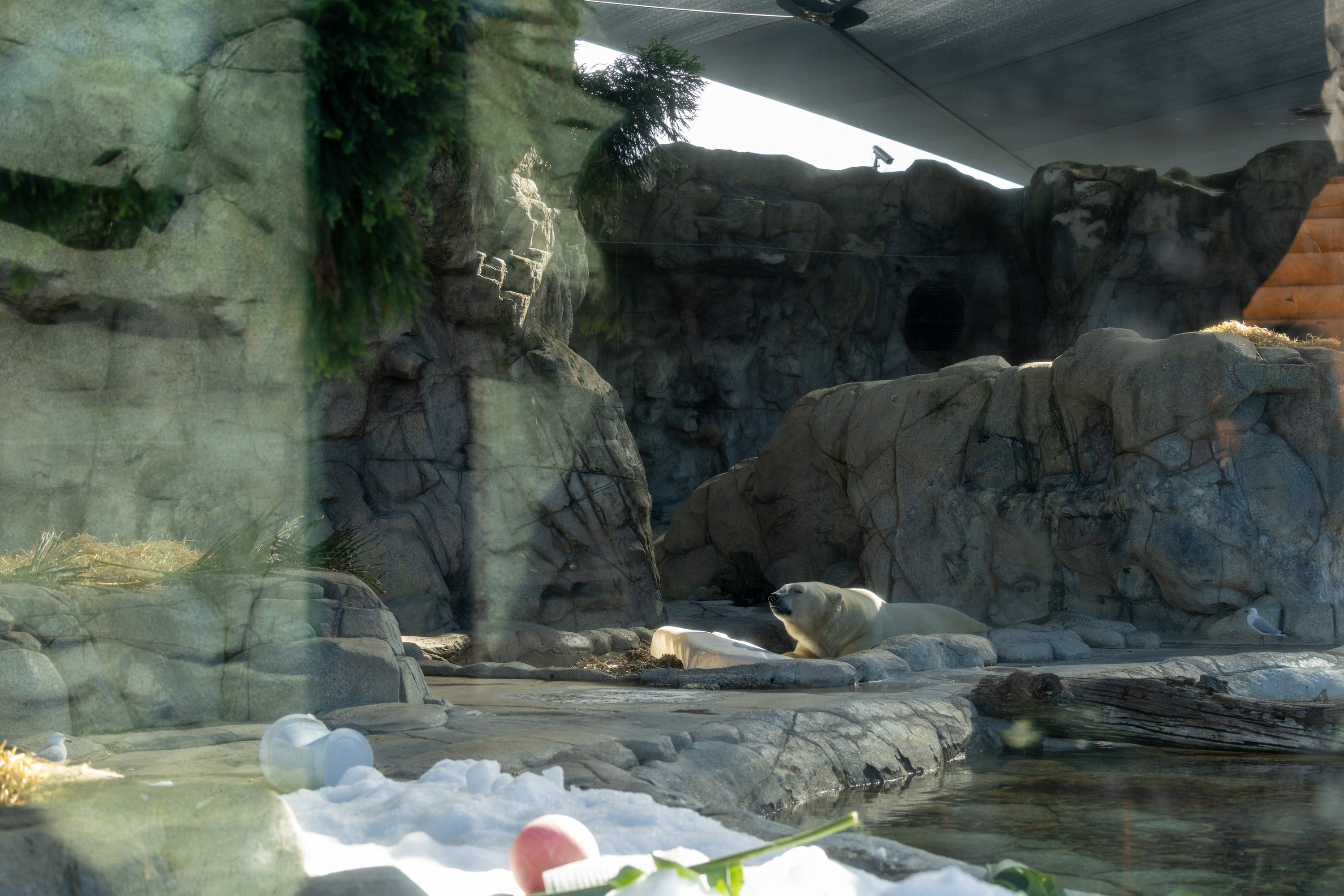 Polar bears rest among artificial rock formations inside an enclosure.