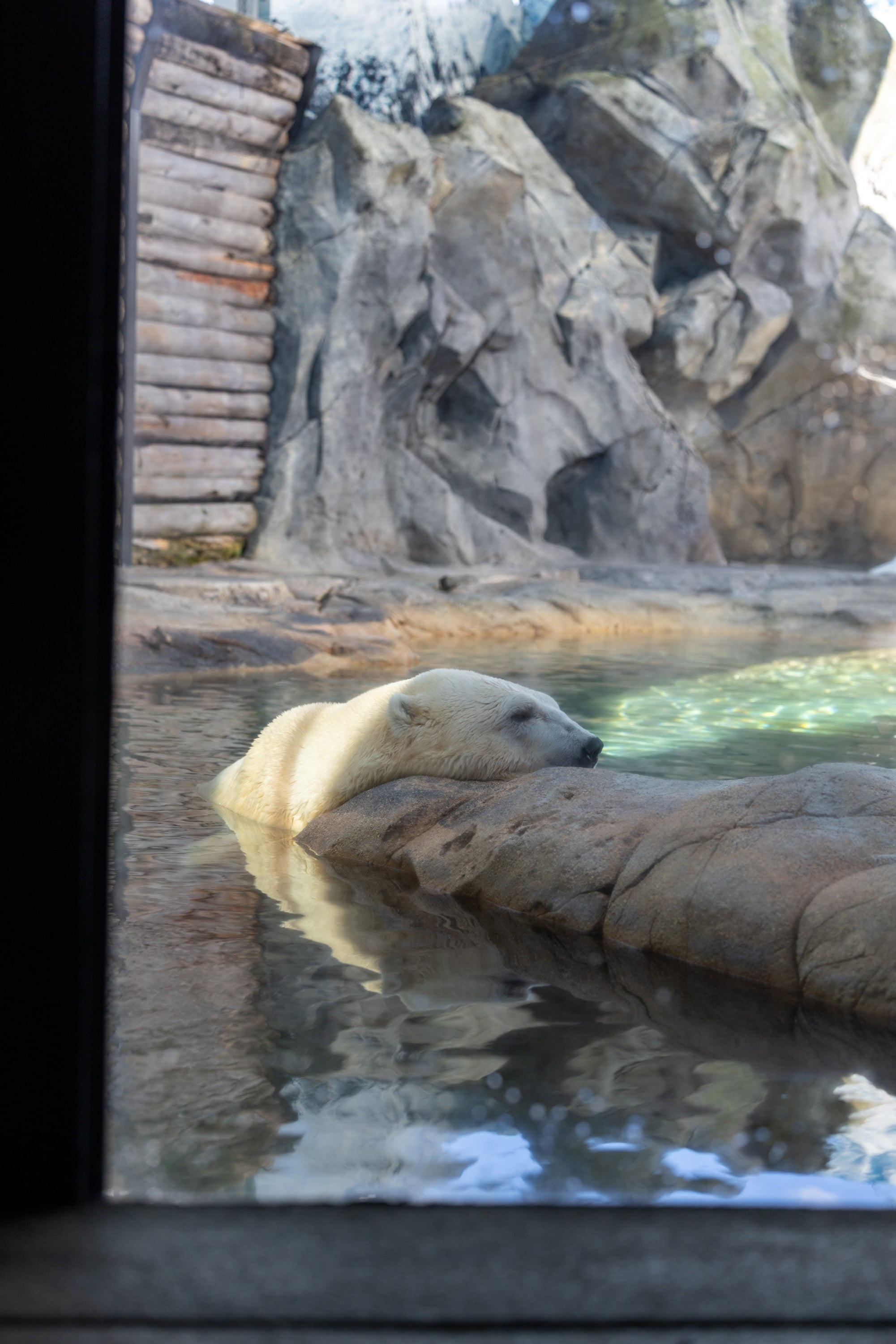 A polar bear rests its head beside a pool, seen through glass.