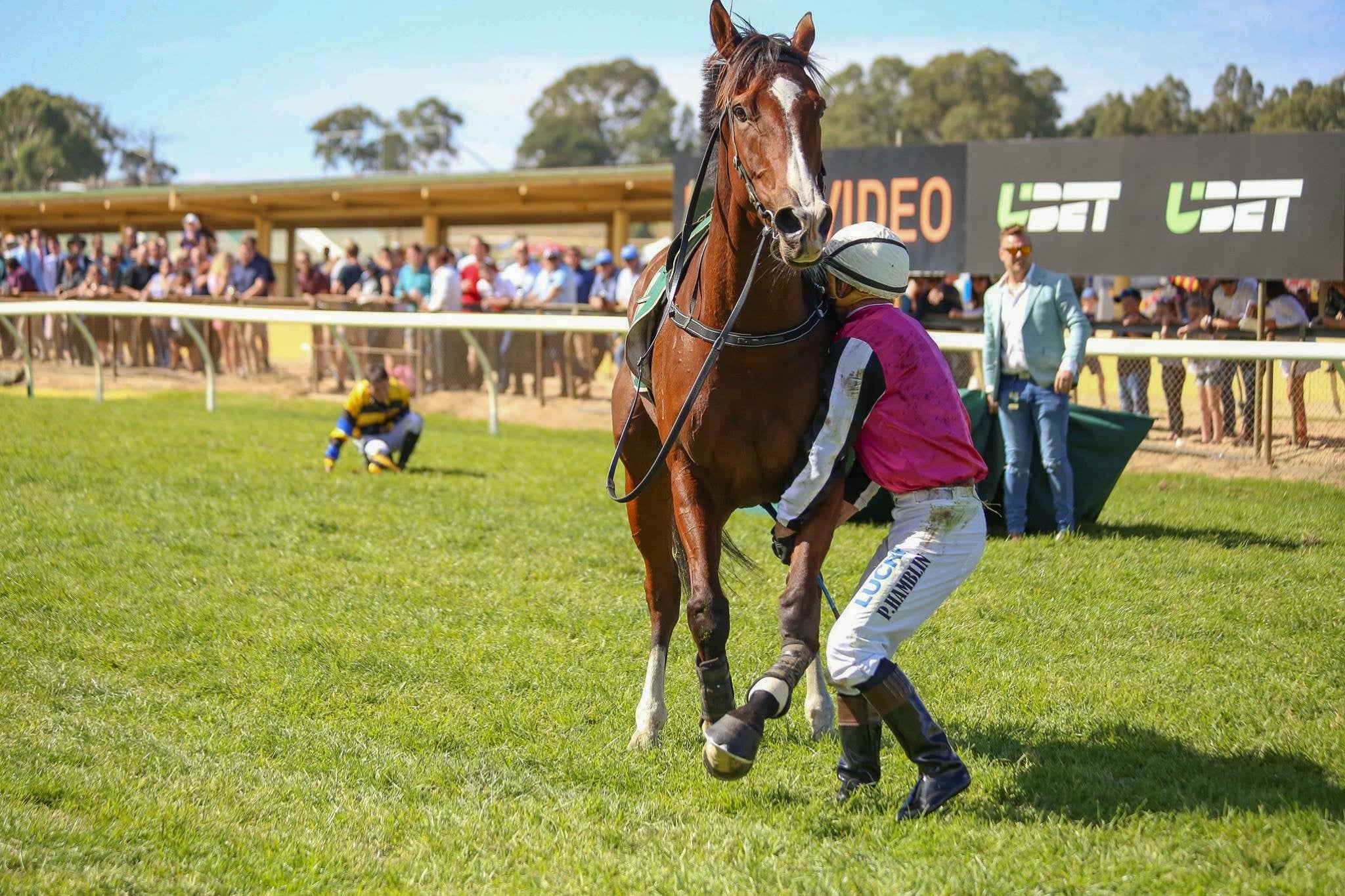 A horse rears beside a jockey on the grass at a racecourse.