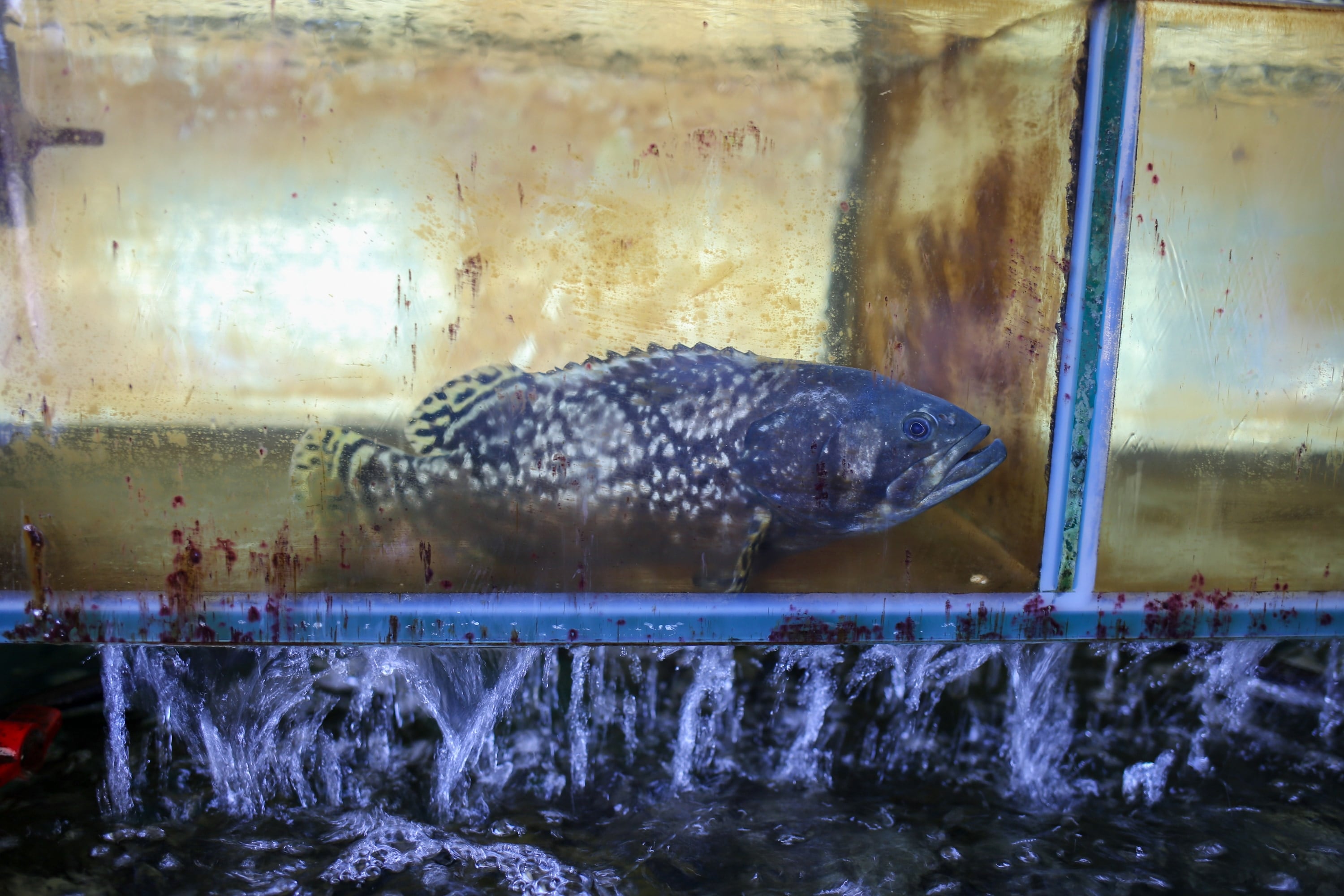 A large fish seen through the glass of a tank.