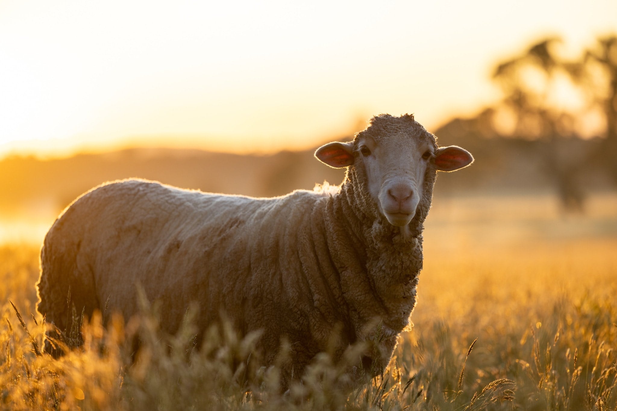 A sheep in the warmth of the evening light.