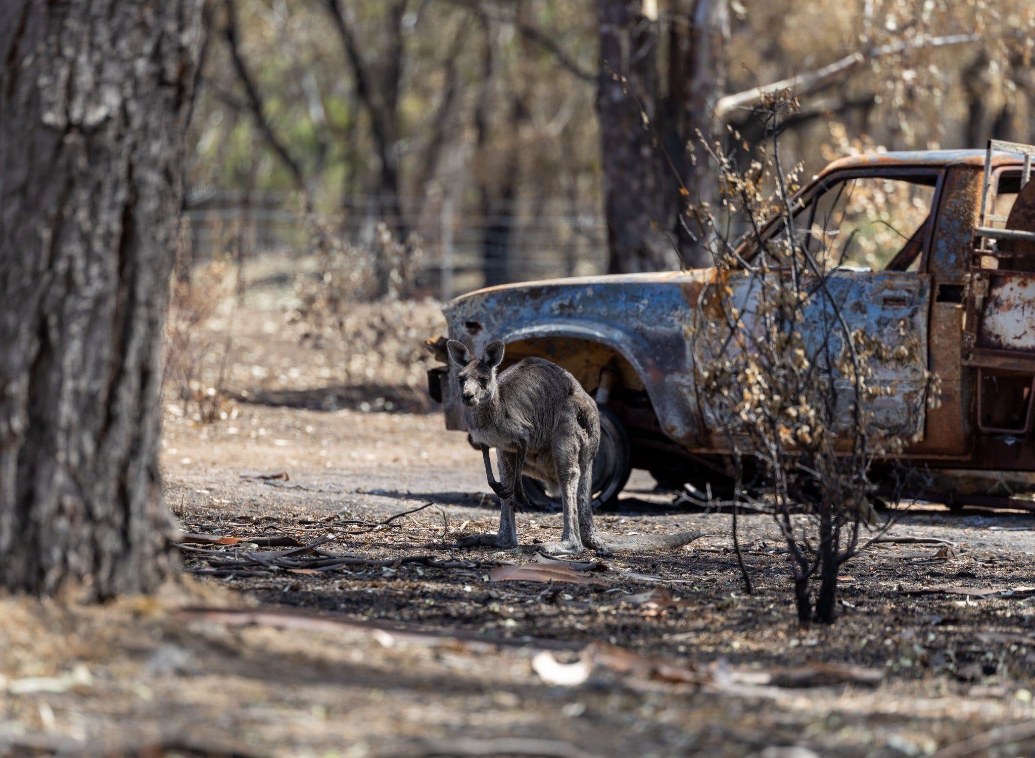 A kangaroo stands beside a burned-out vehicle.