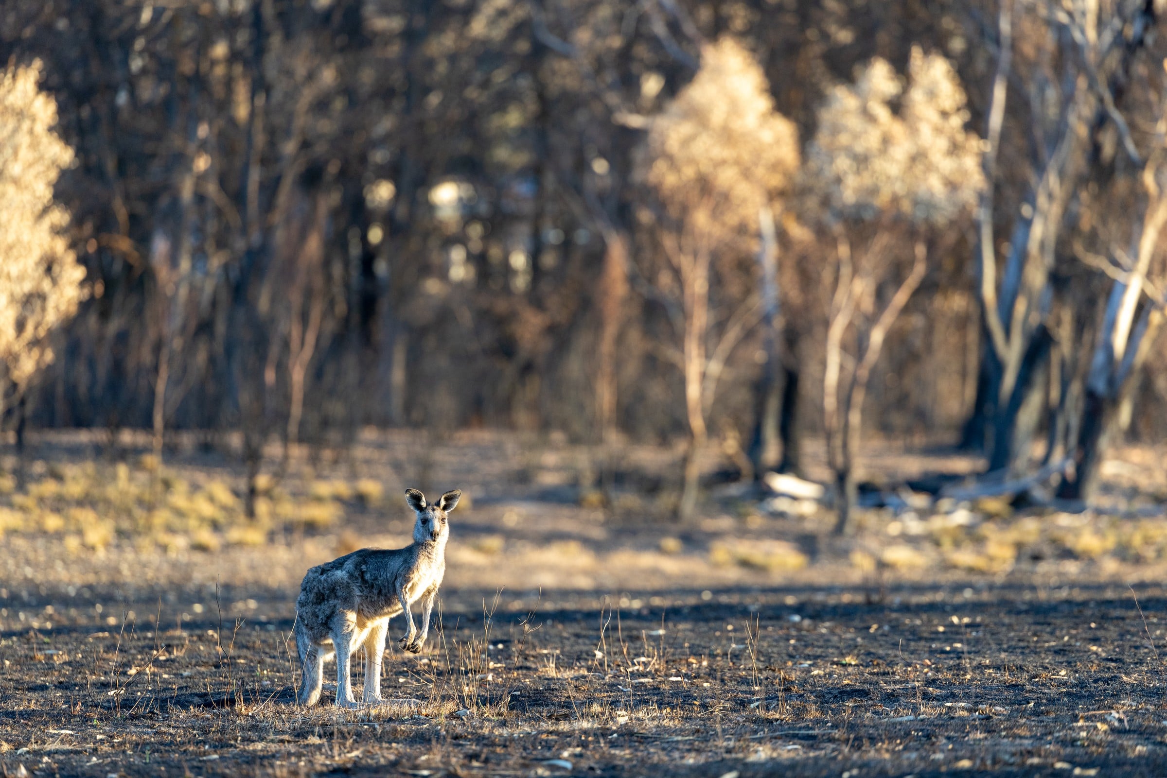 A kangaroo stands alone among blackened trees.