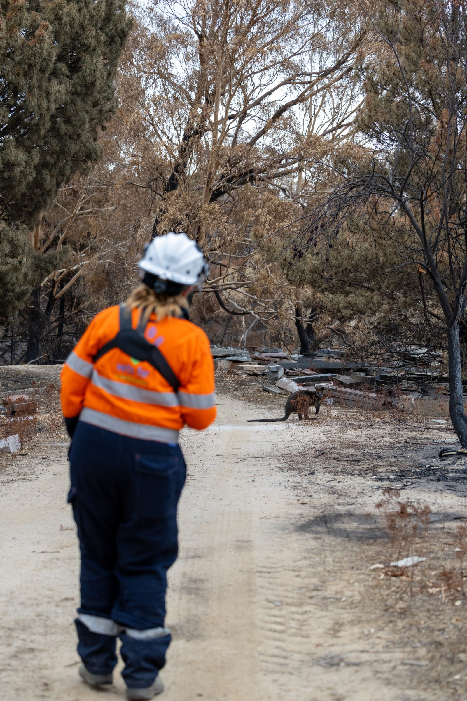 A rescuer approaches a wallaby along a burned track.