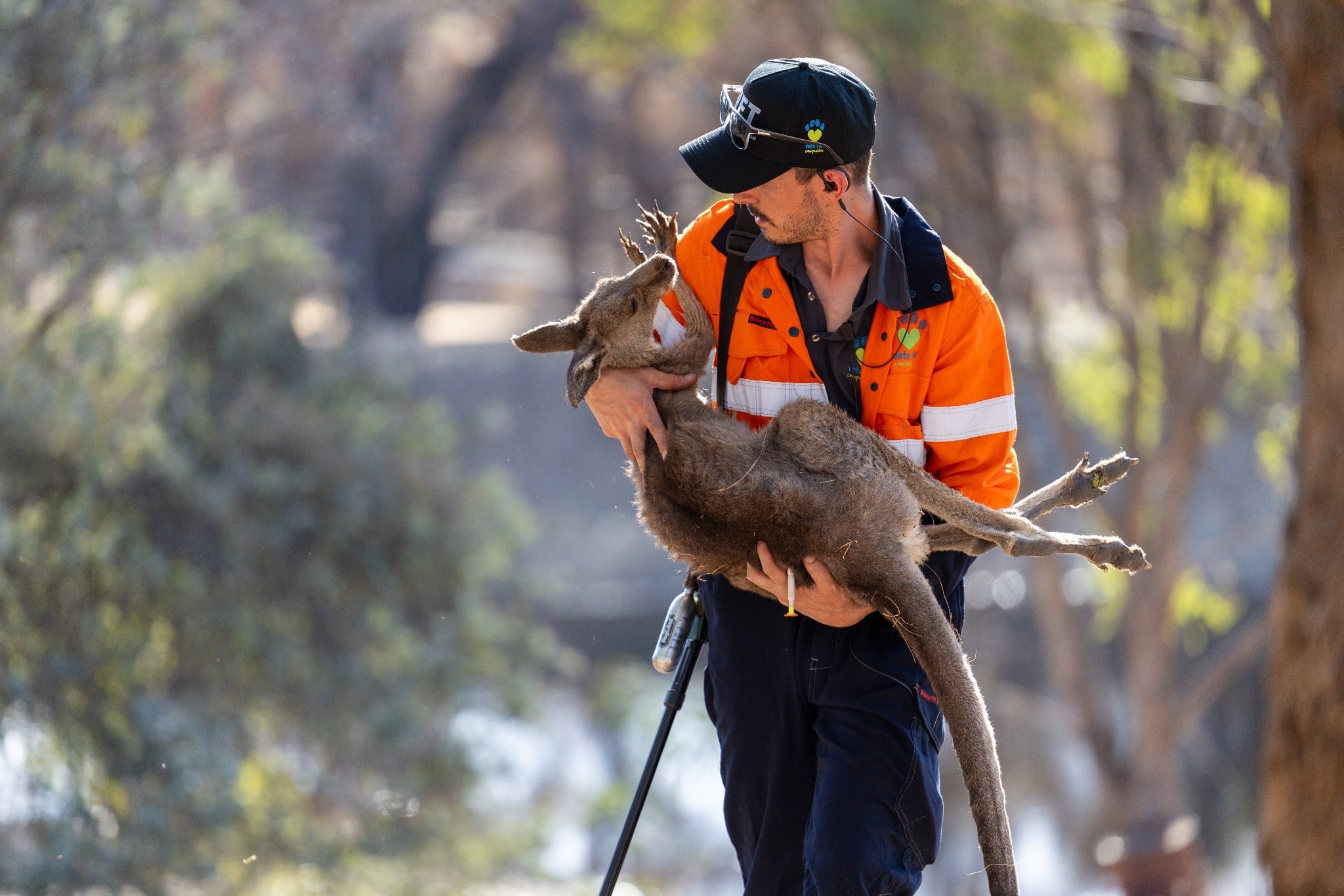 A rescuer carries a kangaroo.