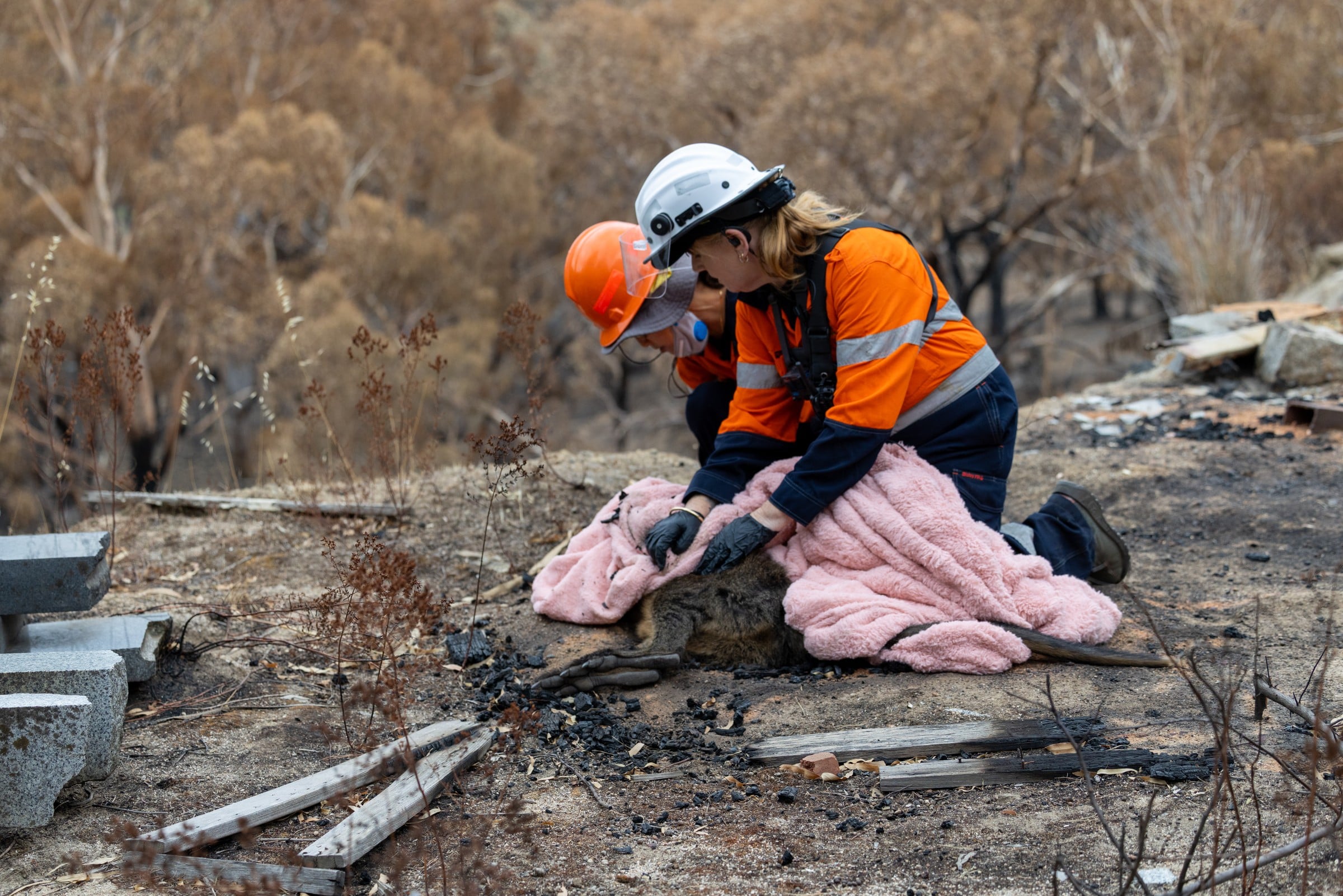 Rescuers tend to an injured wallaby on burned ground.