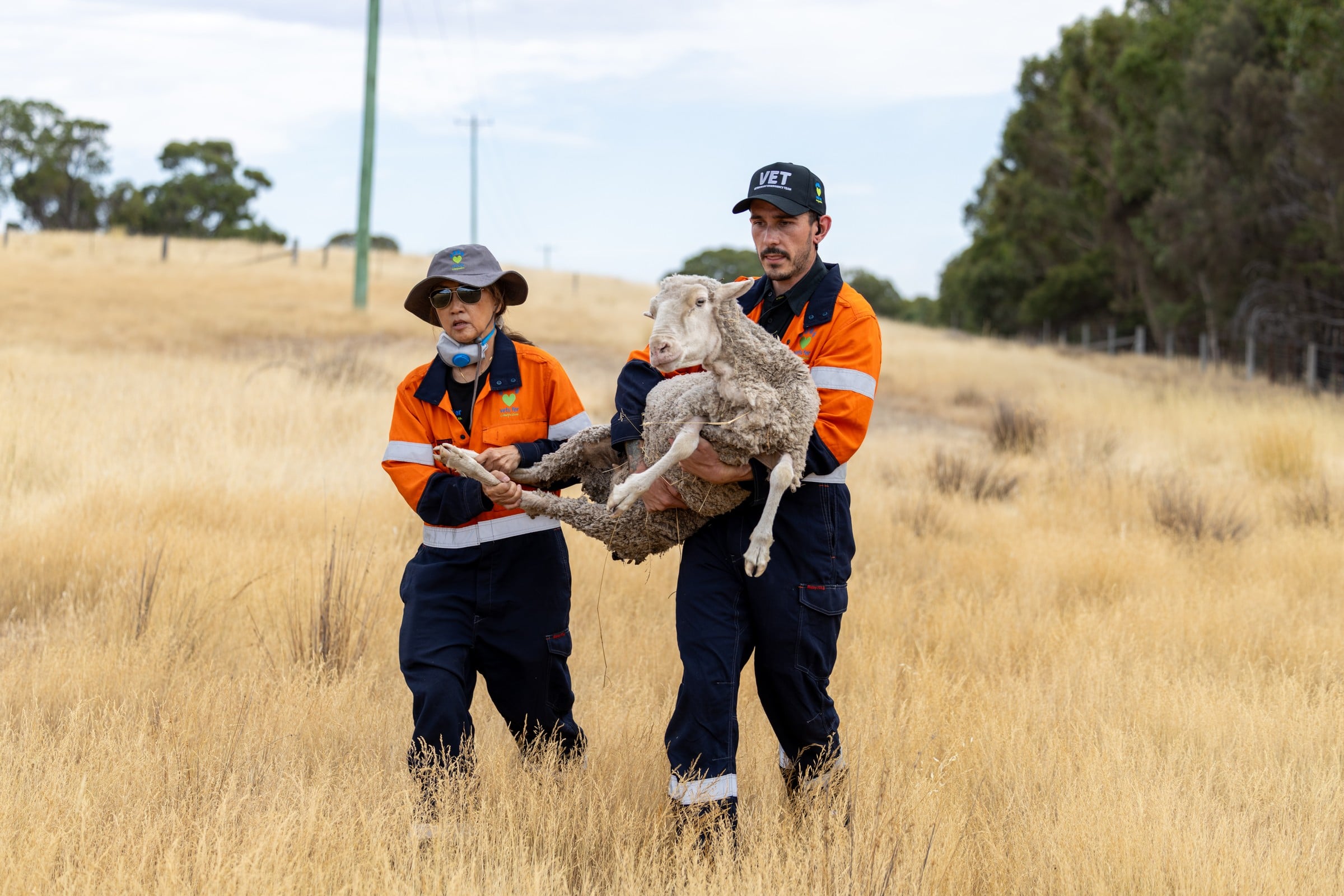 Two rescuers carry a sheep.