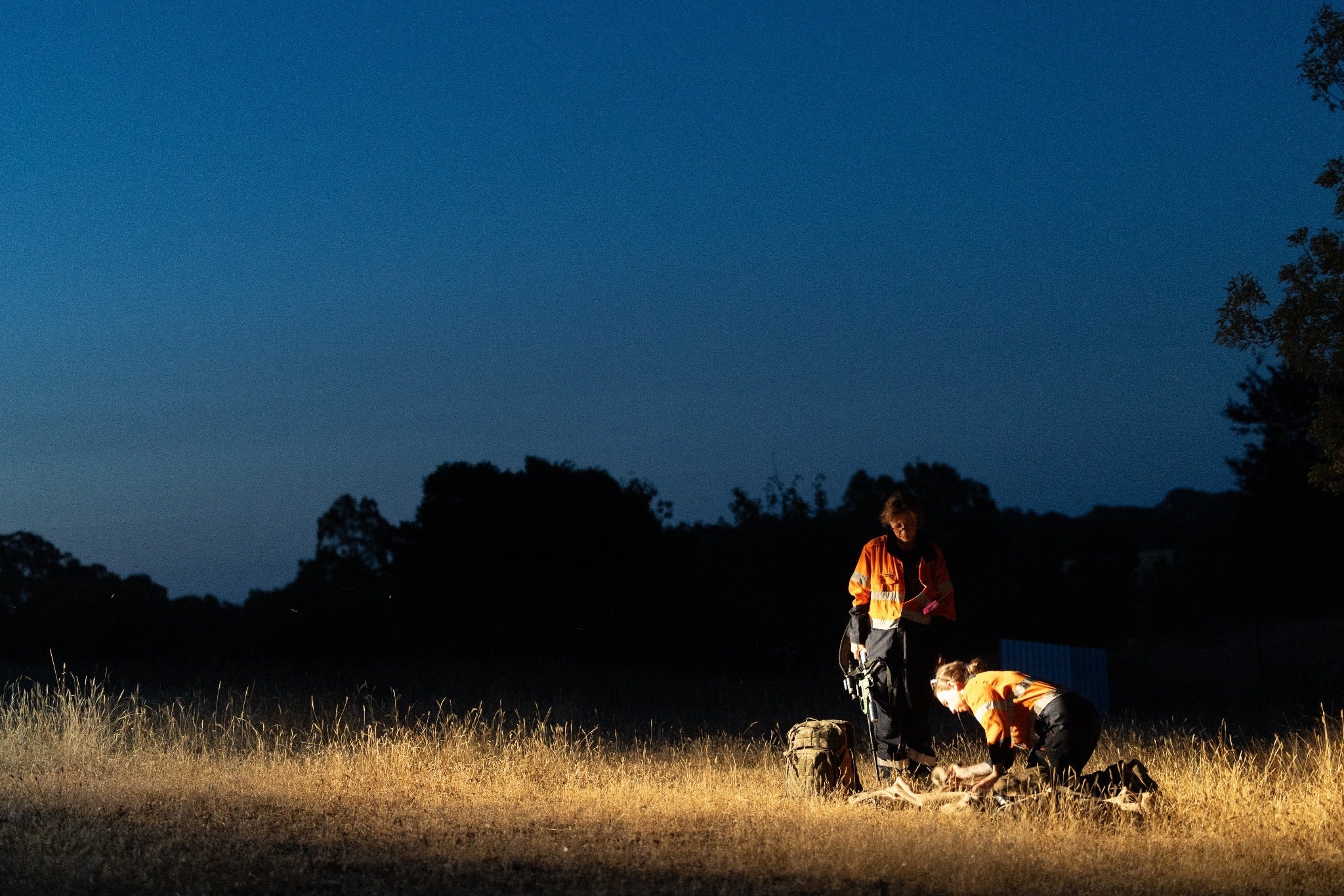 Rescuers tend to a kangaroo by car-light.