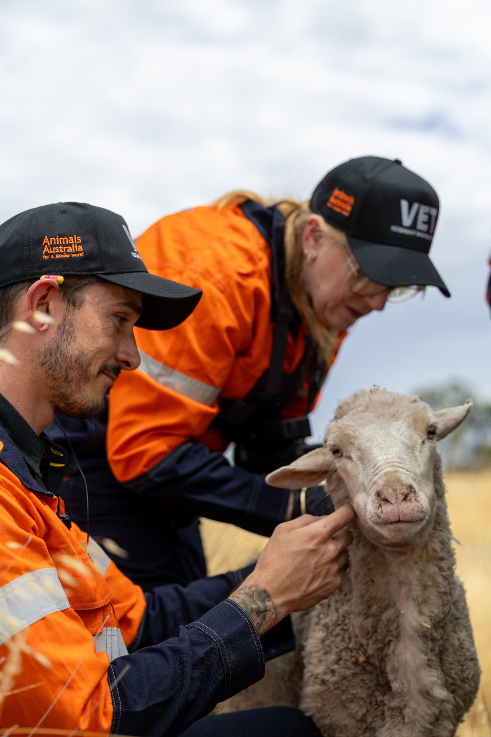 Veterinary team members care for a sheep.