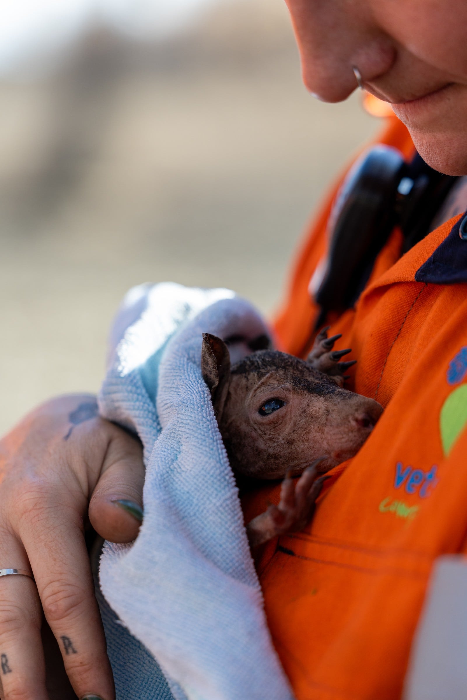 A rescued joey rests against a carer’s chest.