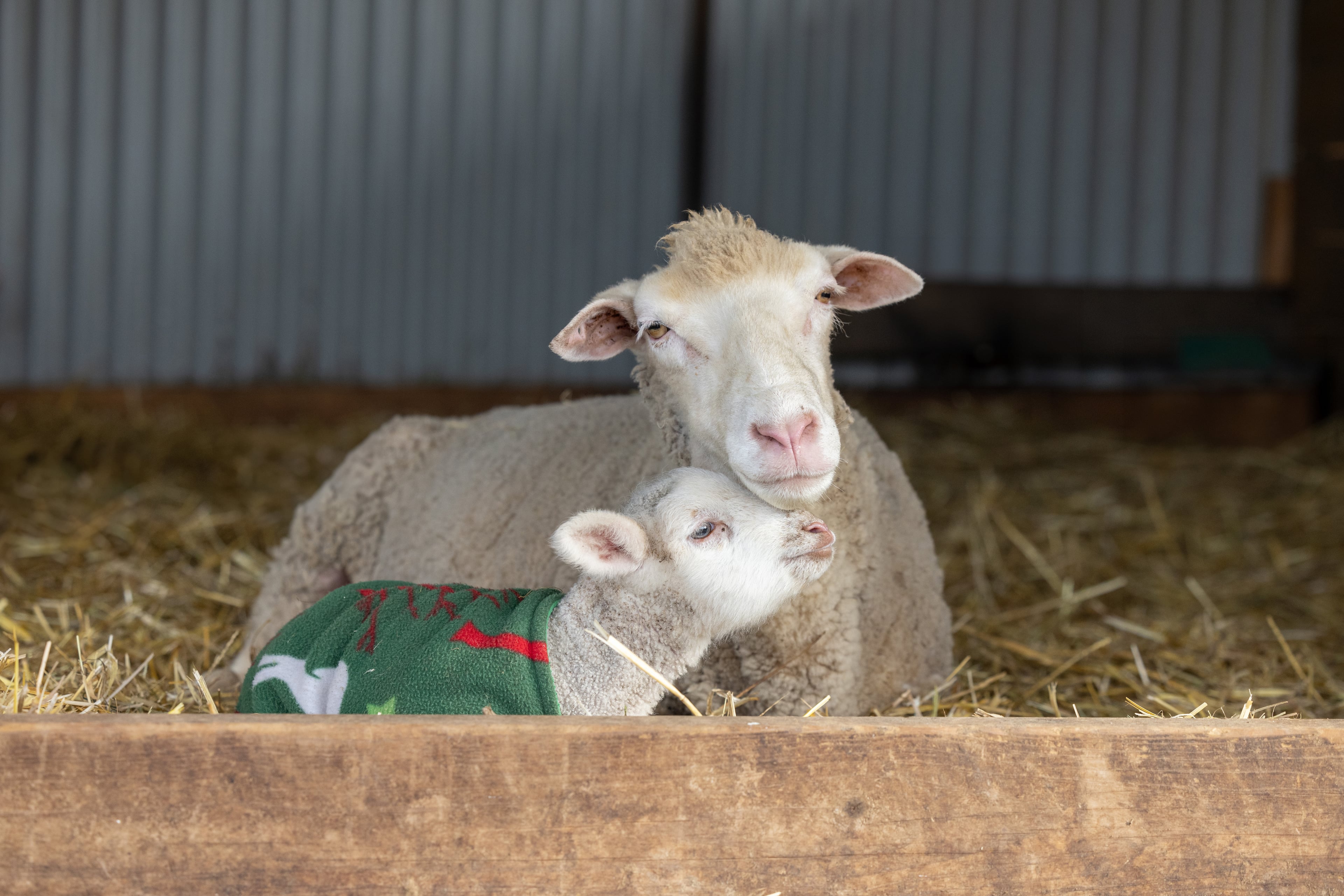 A lamb nestles beside a sheep.