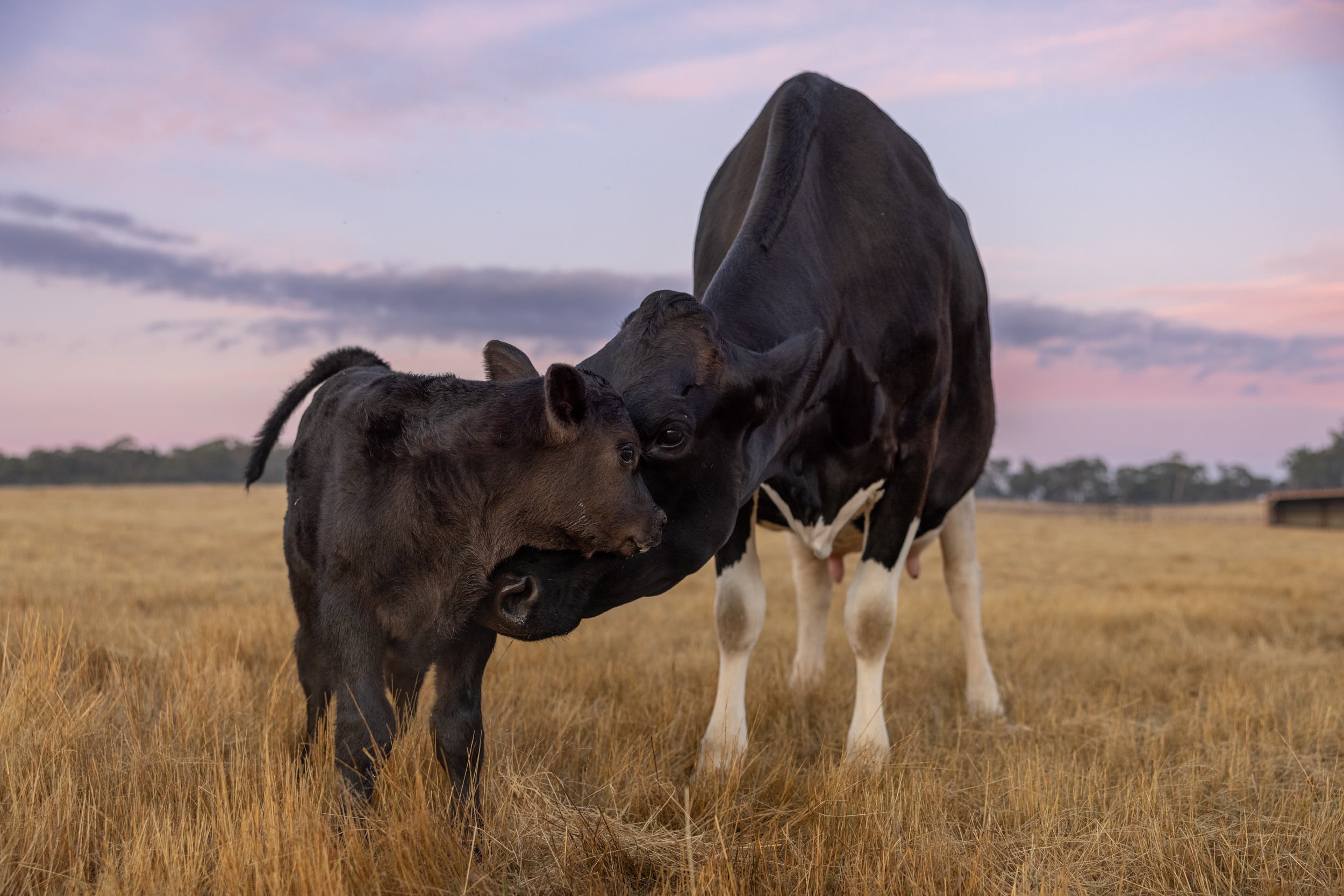 A calf stands close beside an adult cow in an open paddock at dusk.