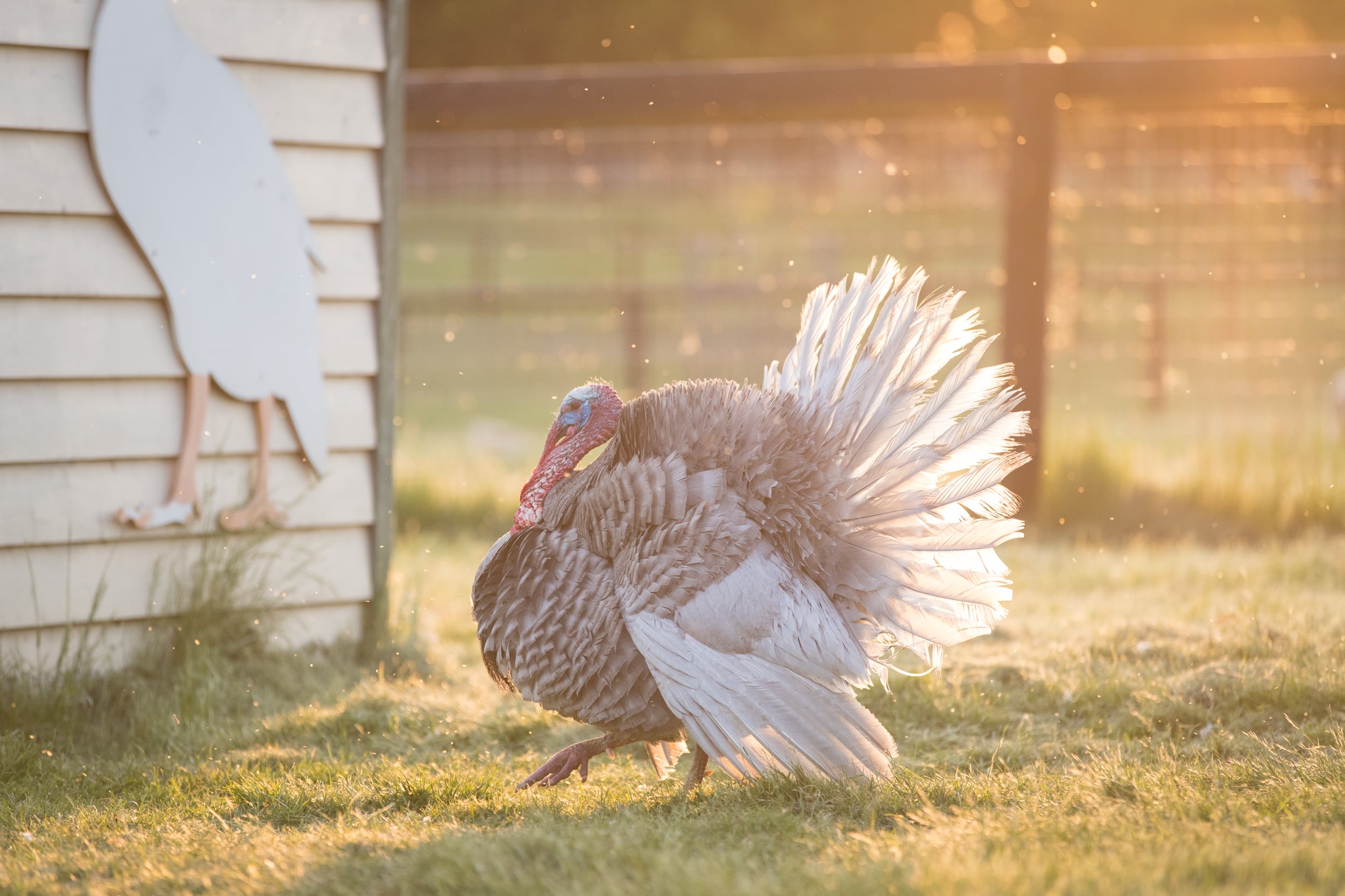 A turkey spreads their feathers in the warm light outside a sanctuary building.