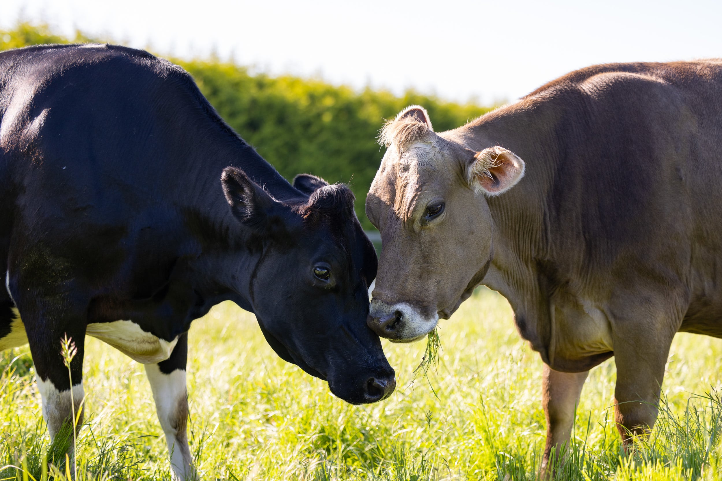 Two cows touch noses.