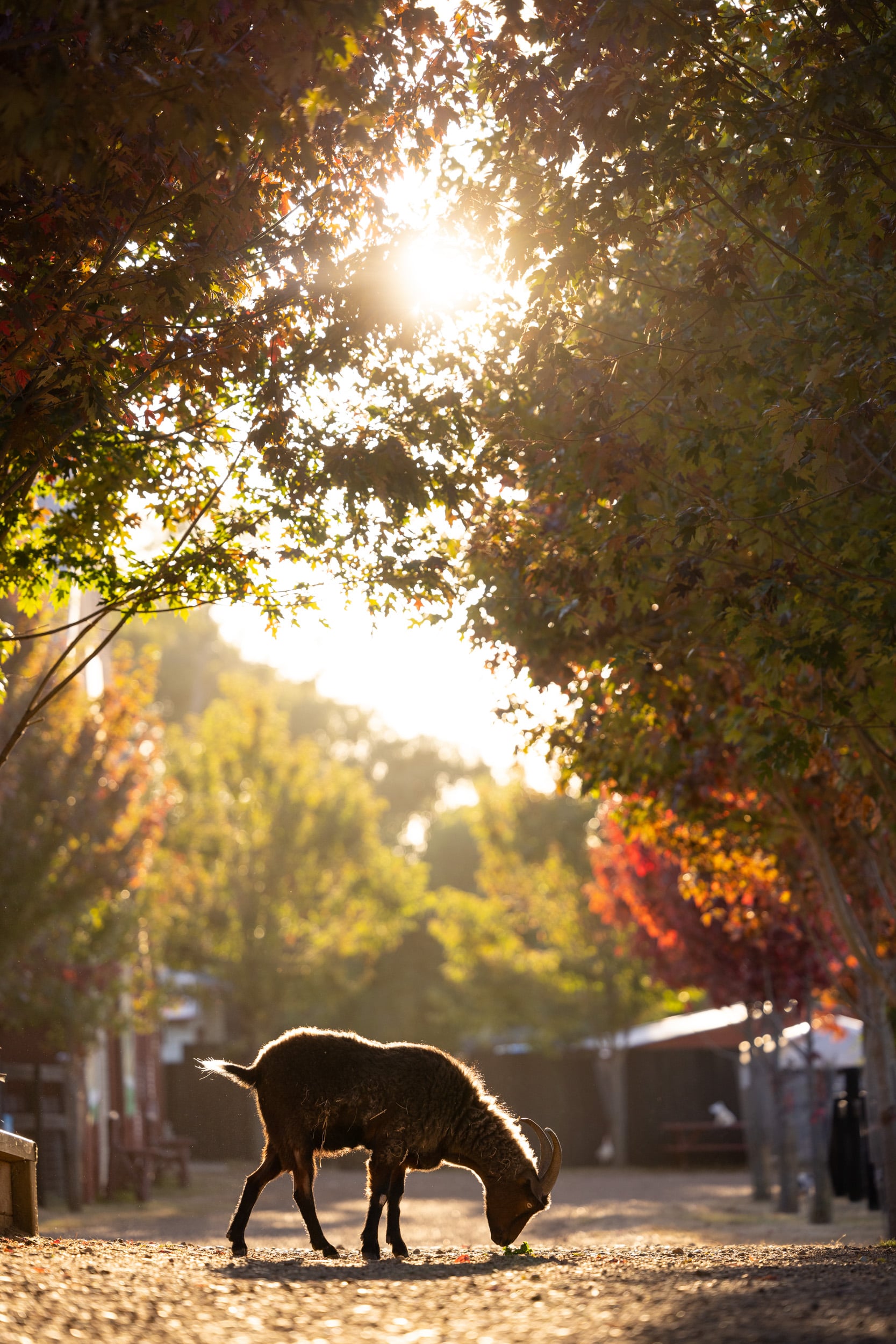 A pig among the autumn trees.