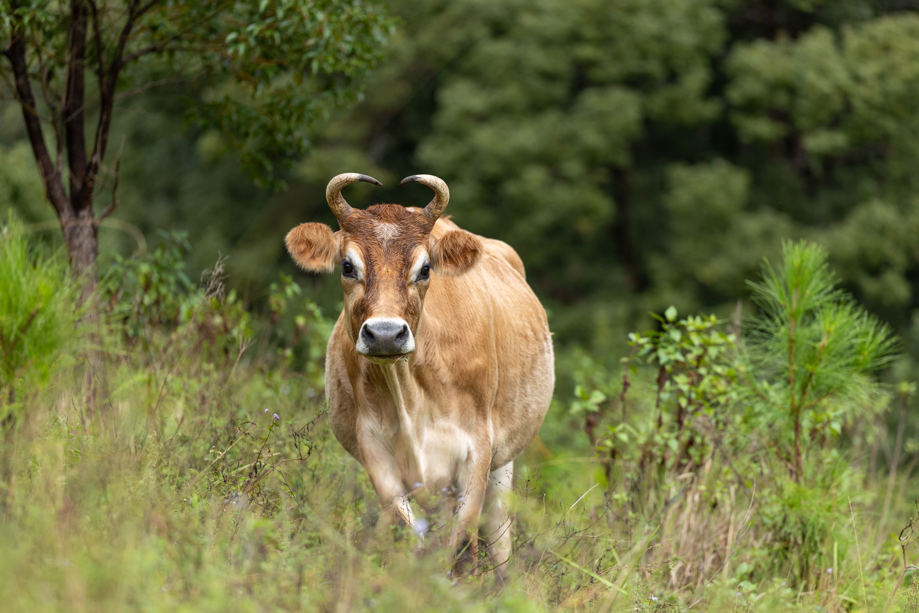 A brown cow stands in green grass with curved horns framing their face.