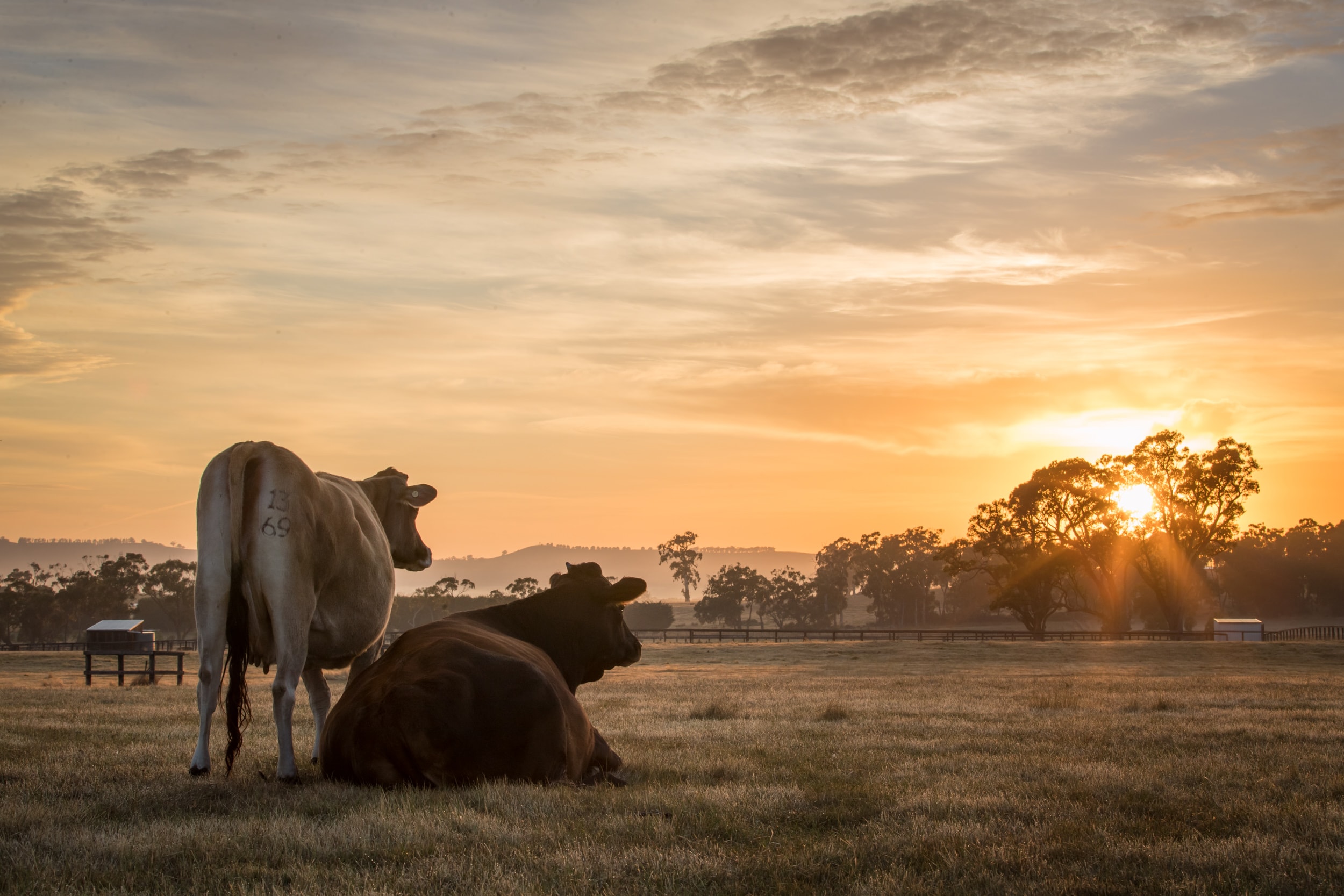 Two cows watch the sunrise.