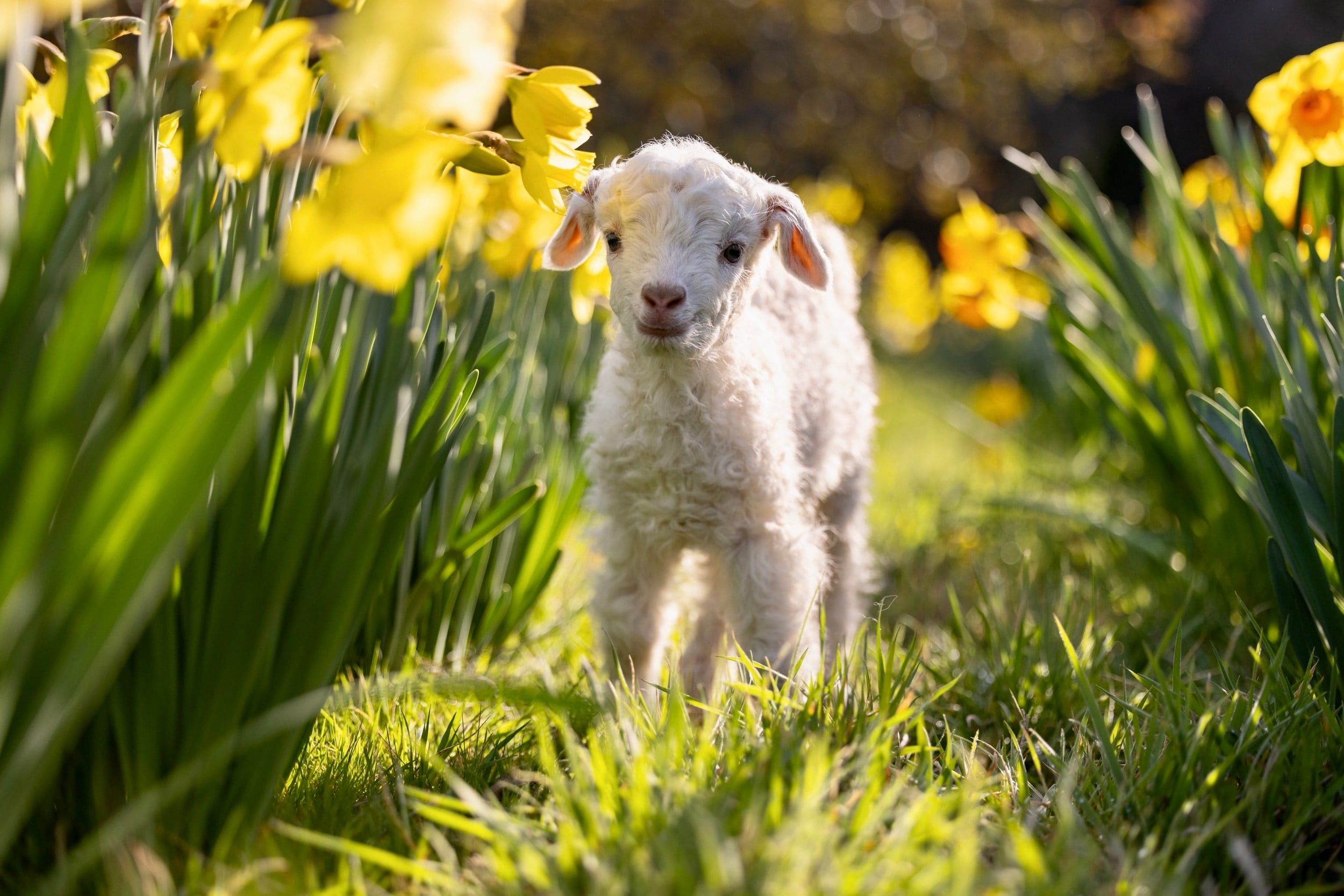 A white lamb stands among yellow daffodils.