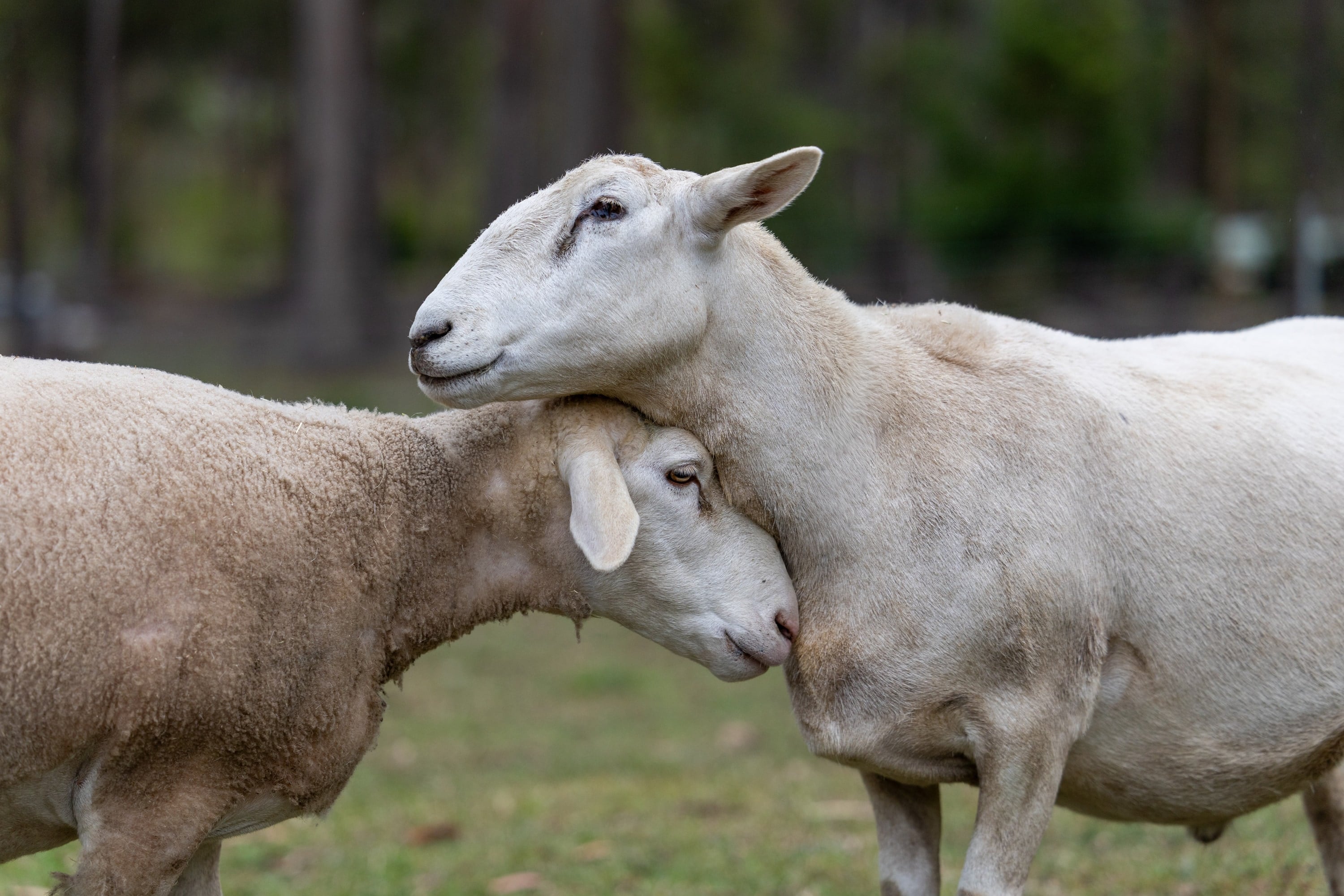 Two sheep rest their heads against each other.